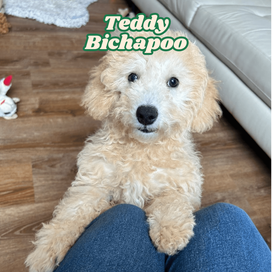 Teddy Bichapoo