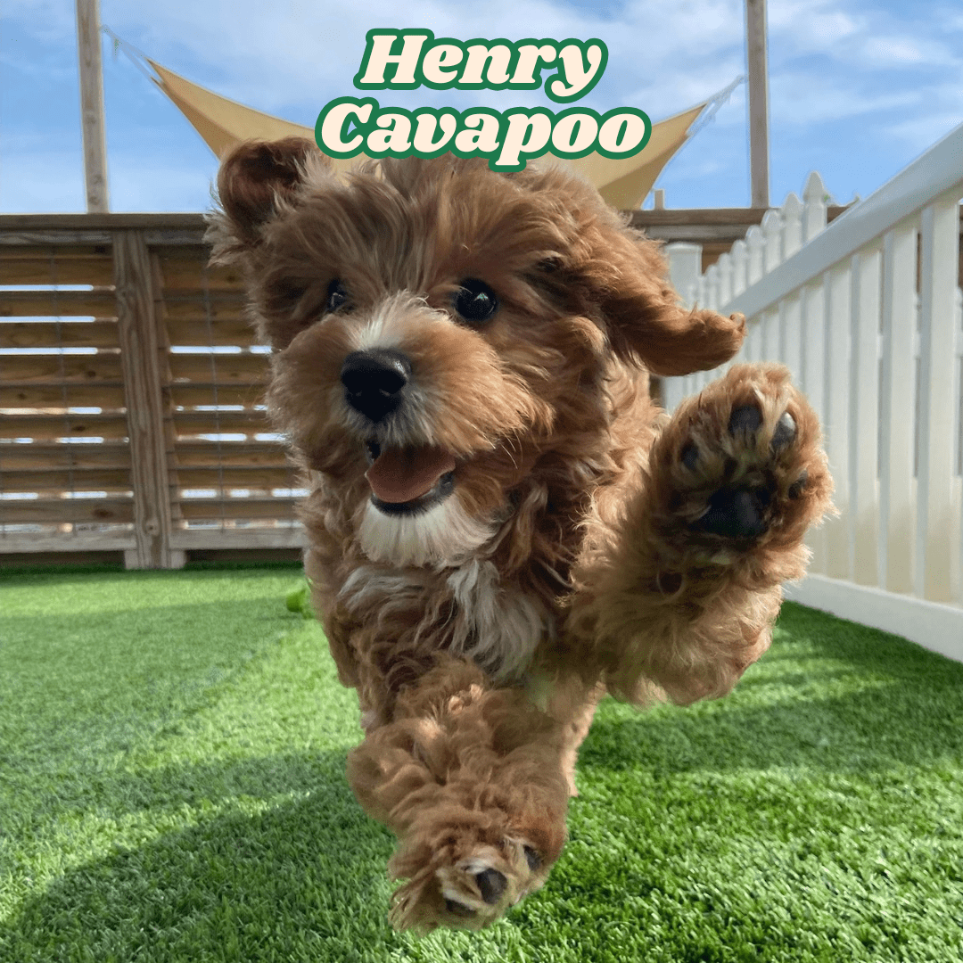 cavapoo puppy