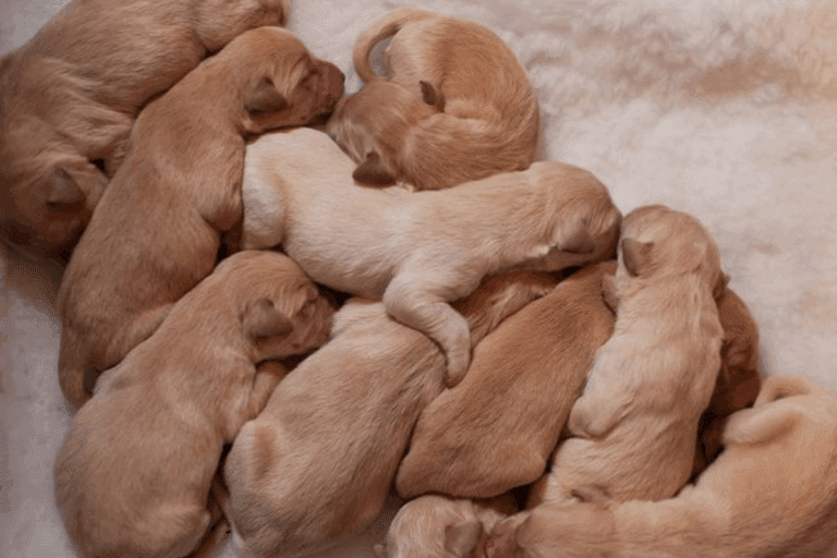 How To Housebreak Your New Puppy