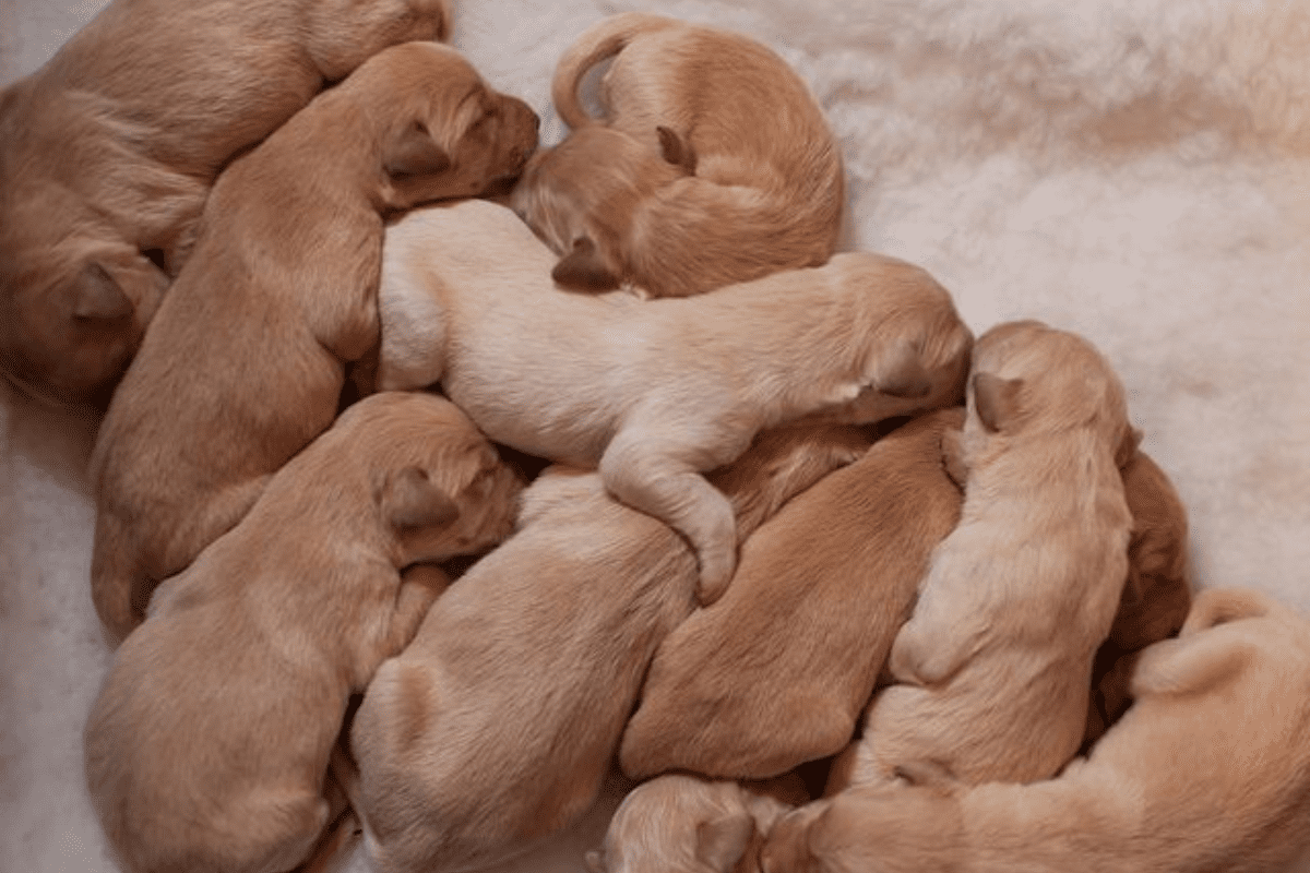 How To Housebreak Your New Puppy