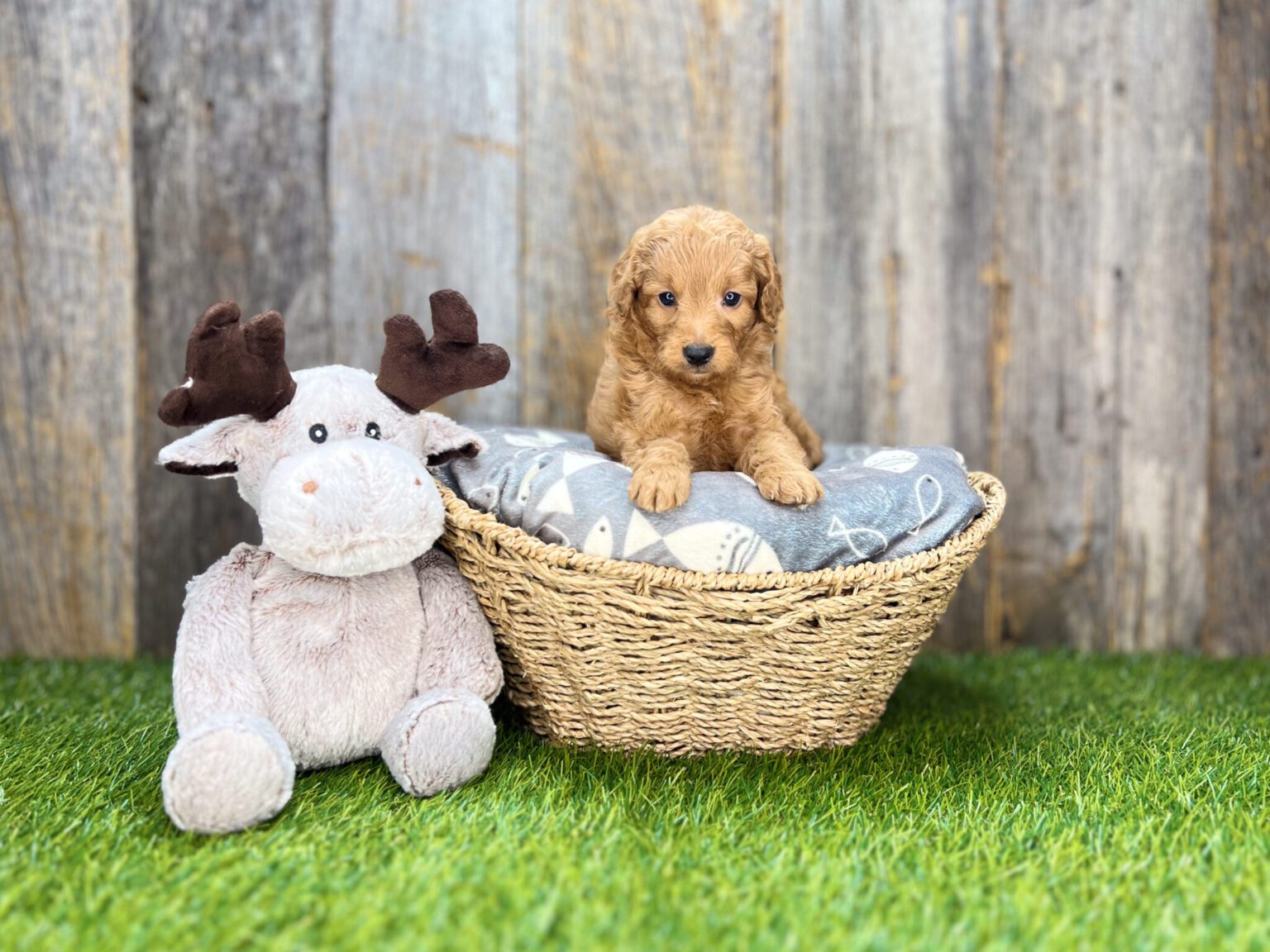I am just a tiny baby and would love to join your family soon! Of course, you can’t see how cute and curly I will be when I get older, so the Dog Club will send updated photos when I am about 6 to 7 weeks old, if you choose to adopt me. Infant puppy deposits are refundable or transferrable.