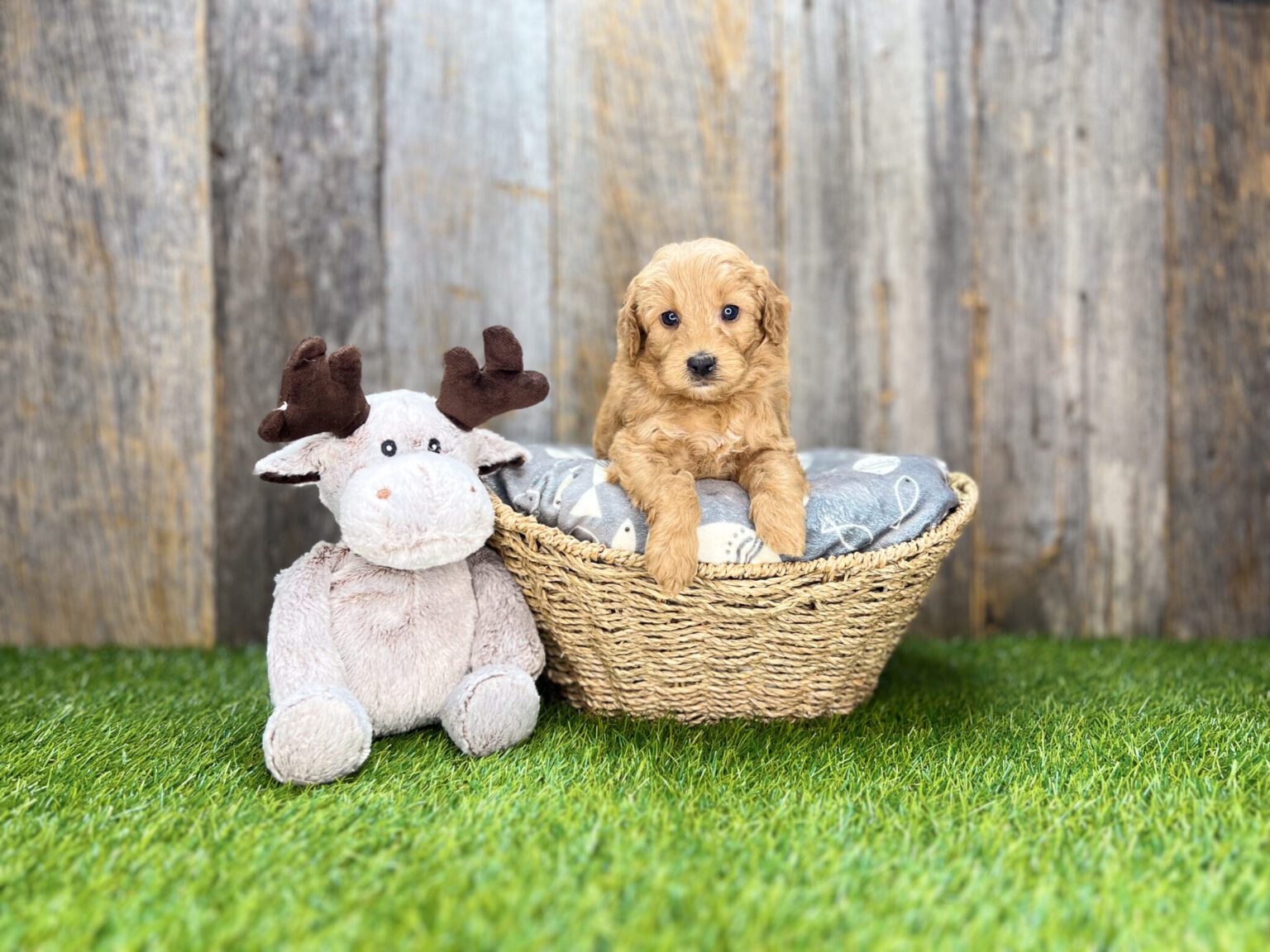 I am just a tiny baby and would love to join your family soon! Of course, you can’t see how cute and curly I will be when I get older, so the Dog Club will send updated photos when I am about 6 to 7 weeks old, if you choose to adopt me. Infant puppy deposits are refundable or transferrable.