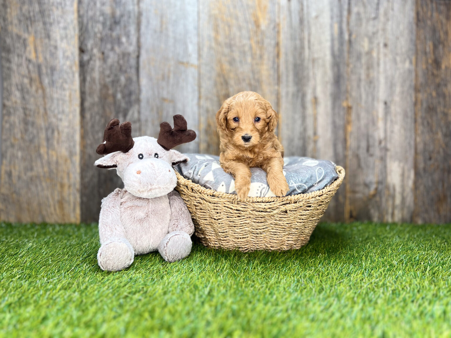I am just a tiny baby and would love to join your family soon! Of course, you can’t see how cute and curly I will be when I get older, so the Dog Club will send updated photos when I am about 6 to 7 weeks old, if you choose to adopt me. Infant puppy deposits are refundable or transferrable.