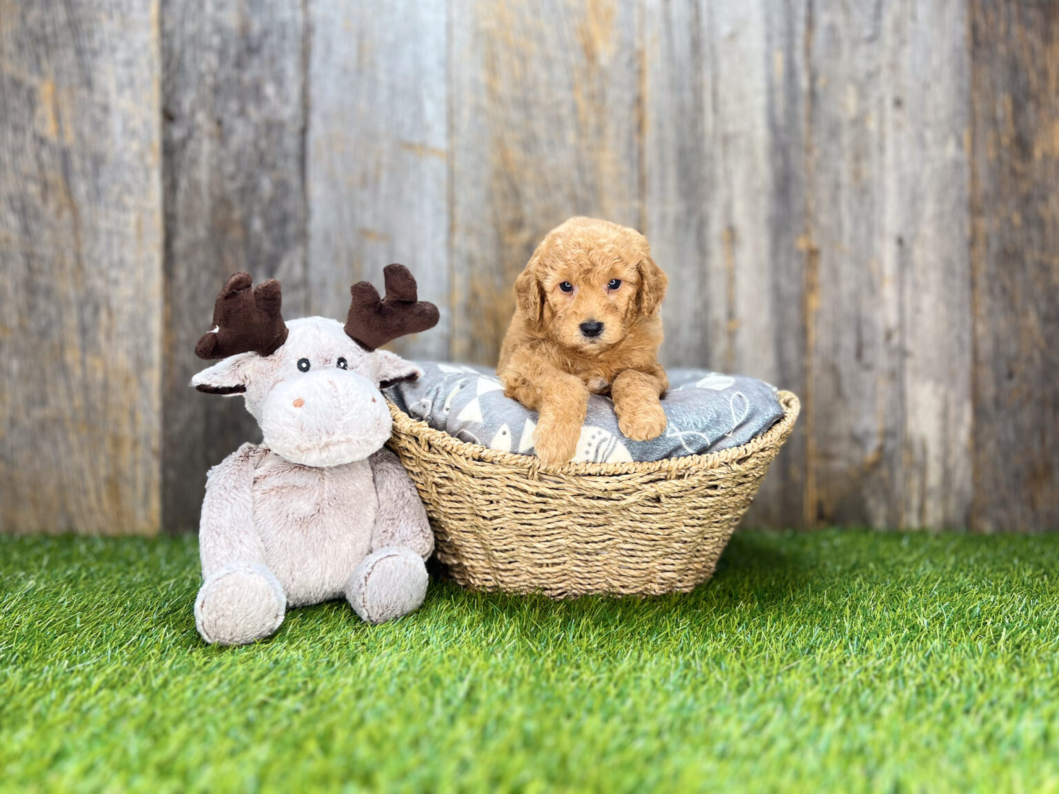 I am just a tiny baby and would love to join your family soon! Of course, you can’t see how cute and curly I will be when I get older, so the Dog Club will send updated photos when I am about 6 to 7 weeks old, if you choose to adopt me. Infant puppy deposits are refundable or transferrable.