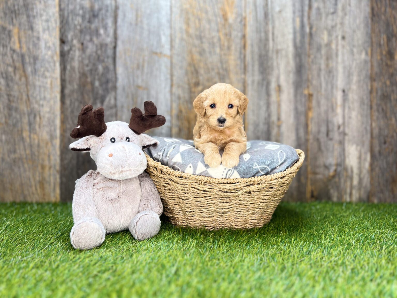 I am just a tiny baby and would love to join your family soon! Of course, you can’t see how cute and curly I will be when I get older, so the Dog Club will send updated photos when I am about 6 to 7 weeks old, if you choose to adopt me. Infant puppy deposits are refundable or transferrable.