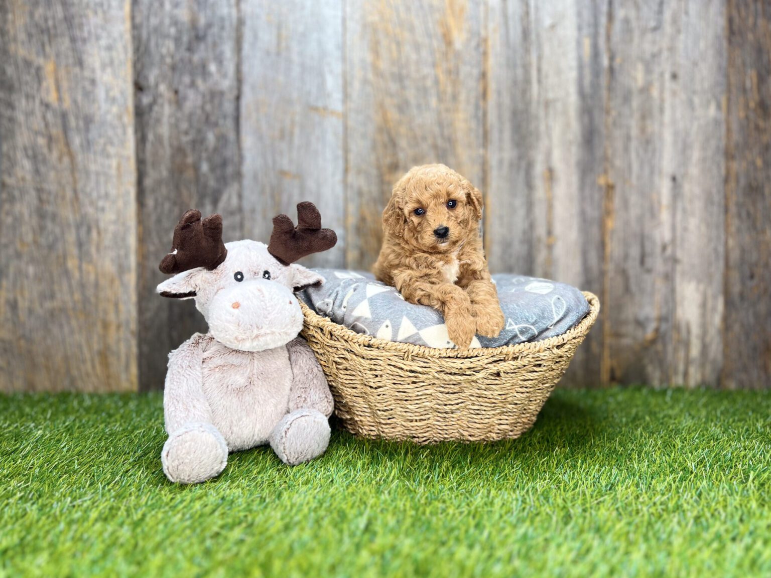 I am just a tiny baby and would love to join your family soon! Of course, you can’t see how cute and curly I will be when I get older, so the Dog Club will send updated photos when I am about 6 to 7 weeks old, if you choose to adopt me. Infant puppy deposits are refundable or transferrable.