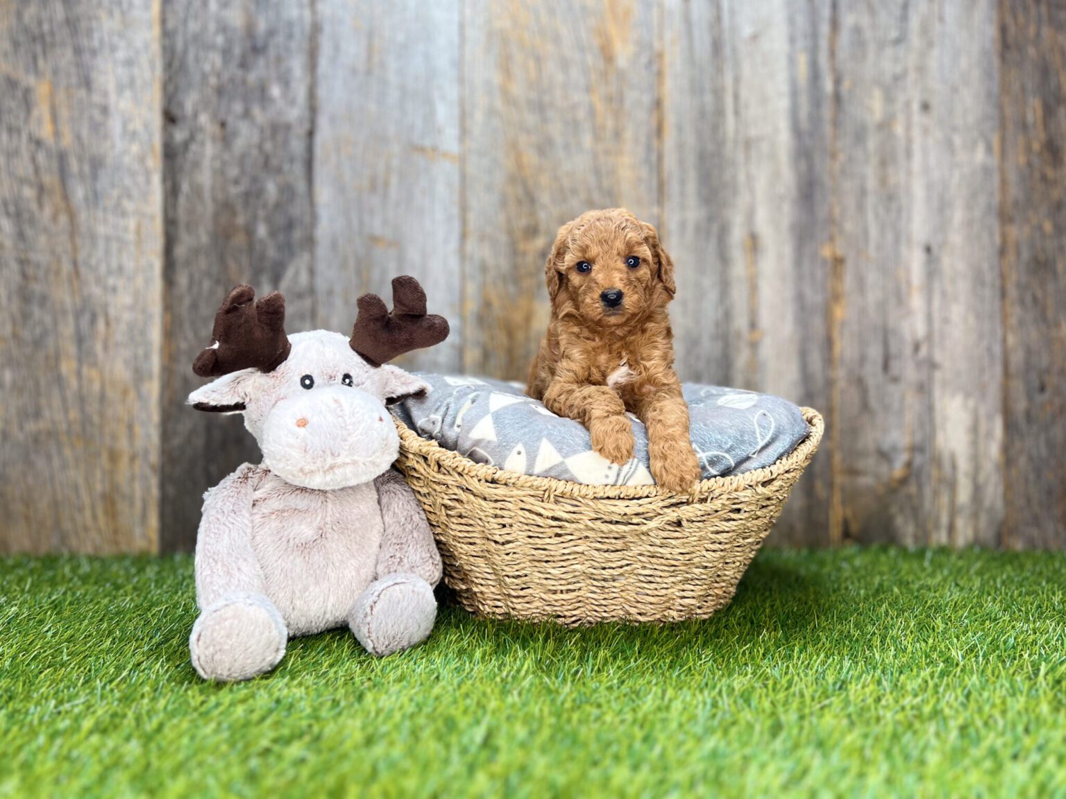 I am just a tiny baby and would love to join your family soon! Of course, you can’t see how cute and curly I will be when I get older, so the Dog Club will send updated photos when I am about 6 to 7 weeks old, if you choose to adopt me. Infant puppy deposits are refundable or transferrable.