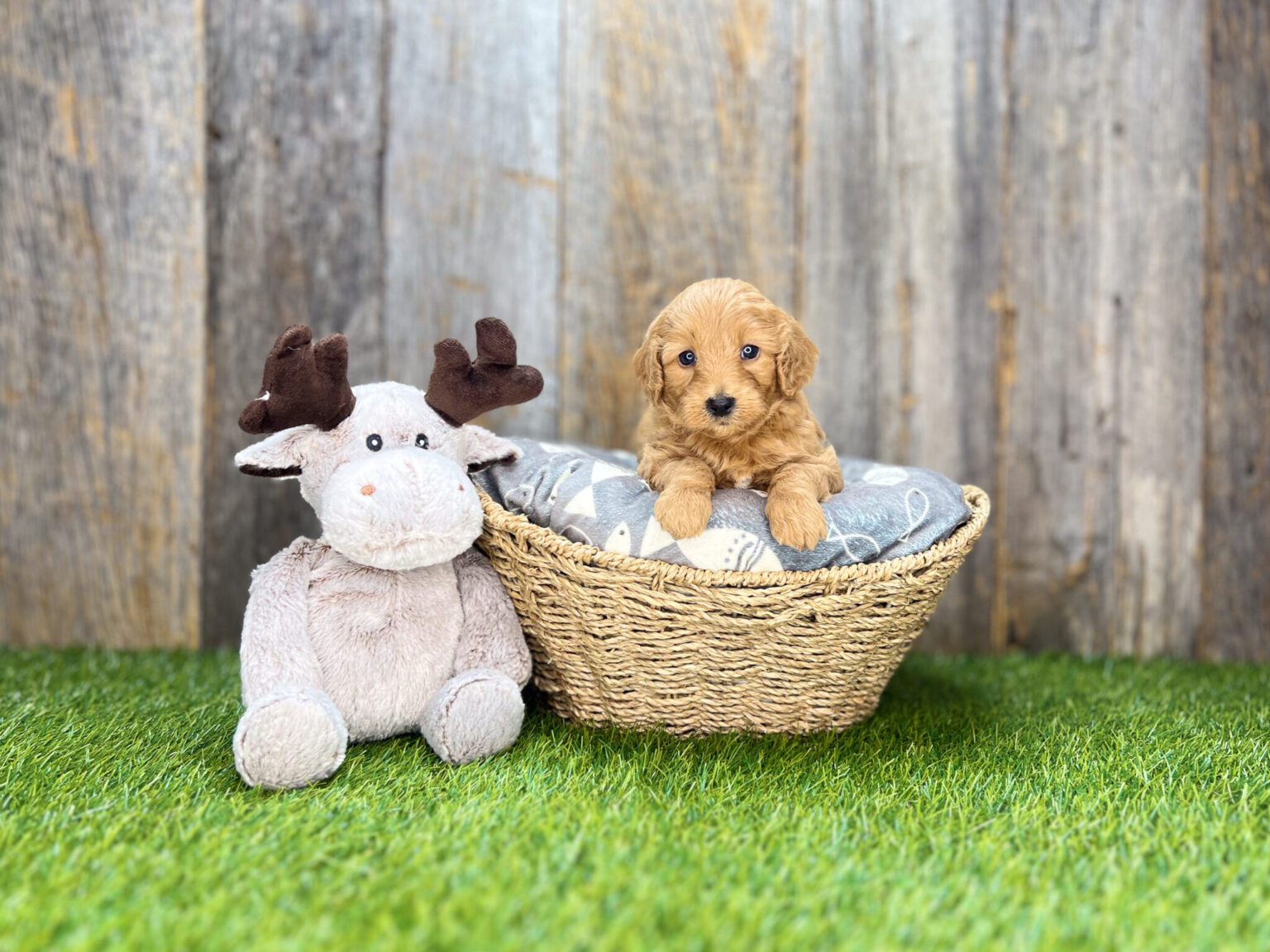 I am just a tiny baby and would love to join your family soon! Of course, you can’t see how cute and curly I will be when I get older, so the Dog Club will send updated photos when I am about 6 to 7 weeks old, if you choose to adopt me. Infant puppy deposits are refundable or transferrable.