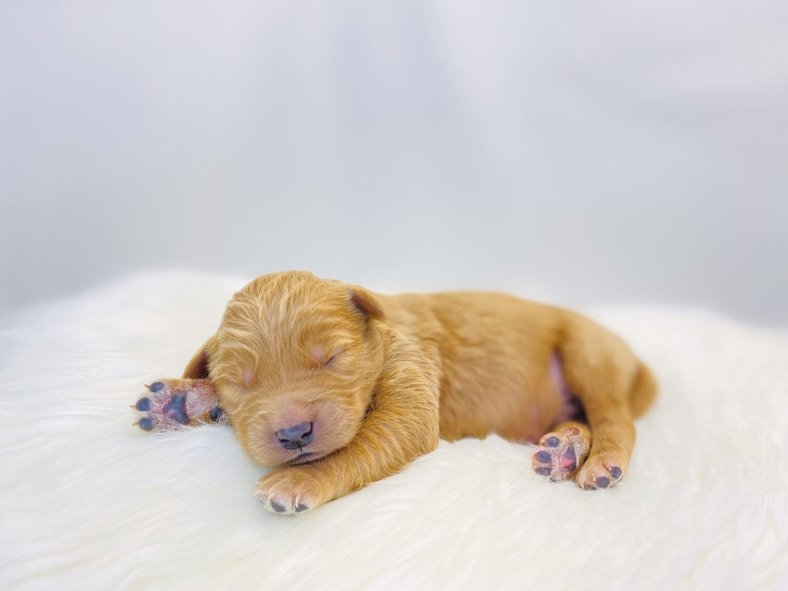I am just a tiny baby and would love to join your family soon! Of course, you can’t see how cute and curly I will be when I get older, so the Dog Club will send updated photos when I am about 6 to 7 weeks old, if you choose to adopt me. Infant puppy deposits are refundable or transferrable.