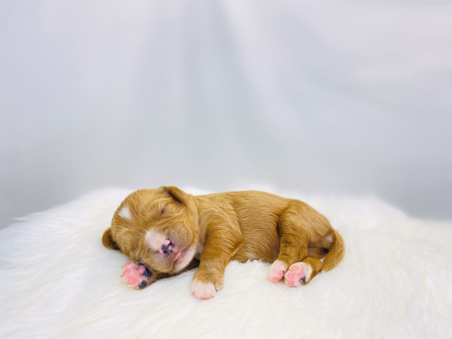I am just a tiny baby and would love to join your family soon! Of course, you can’t see how cute and curly I will be when I get older, so the Dog Club will send updated photos when I am about 6 to 7 weeks old, if you choose to adopt me. Infant puppy deposits are refundable or transferrable.