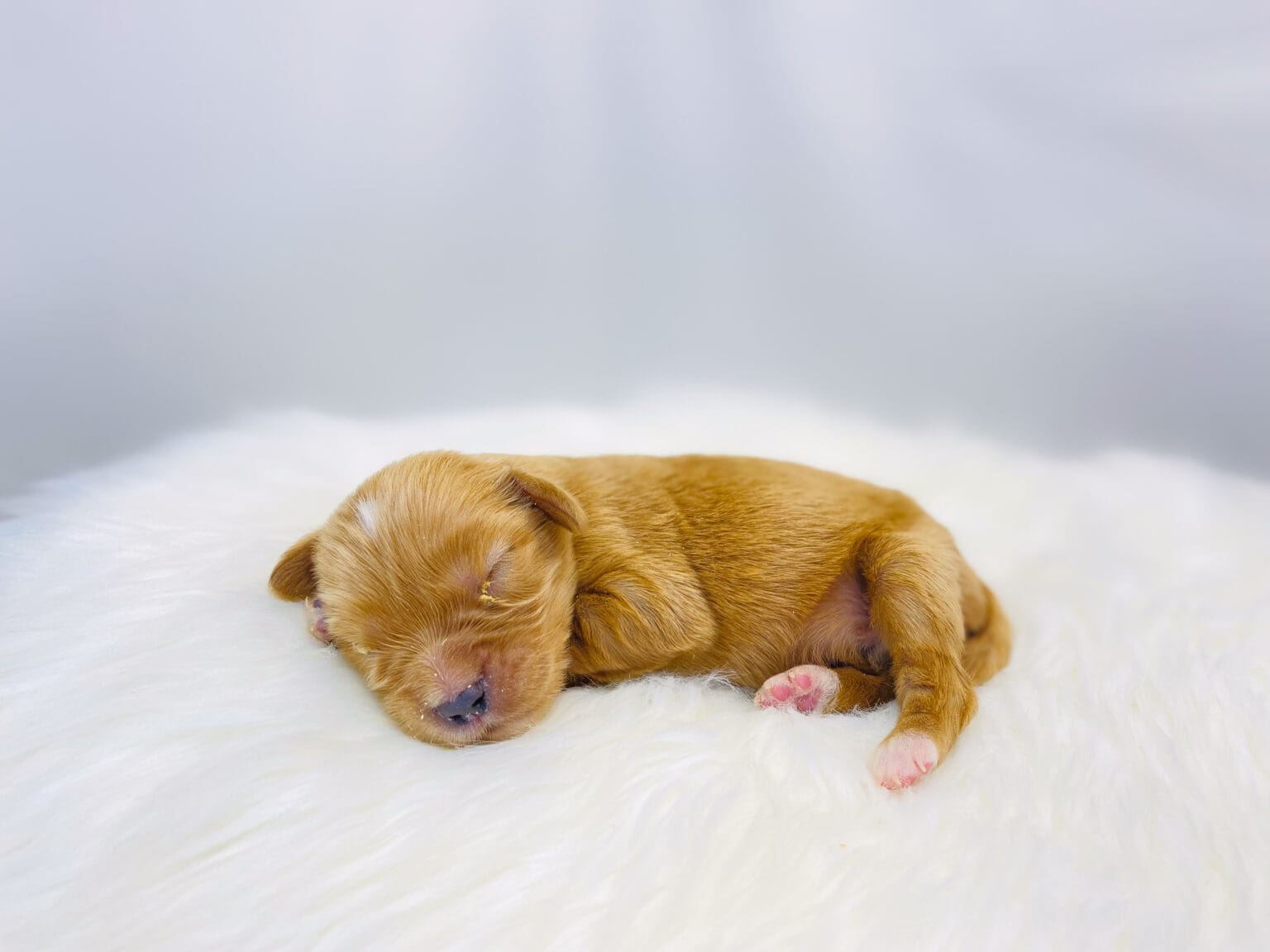 I am just a tiny baby and would love to join your family soon! Of course, you can’t see how cute and curly I will be when I get older, so the Dog Club will send updated photos when I am about 6 to 7 weeks old, if you choose to adopt me. Infant puppy deposits are refundable or transferrable.