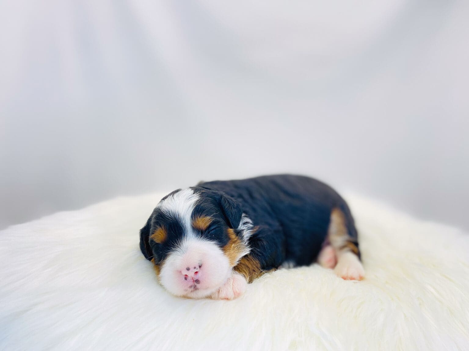 I am just a tiny baby and would love to join your family soon! Of course, you can’t see how cute and curly I will be when I get older, so the Dog Club will send updated photos when I am about 6 to 7 weeks old, if you choose to adopt me. Infant puppy deposits are refundable or transferrable.