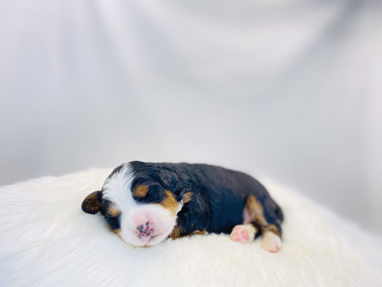 I am just a tiny baby and would love to join your family soon! Of course, you can’t see how cute and curly I will be when I get older, so the Dog Club will send updated photos when I am about 6 to 7 weeks old, if you choose to adopt me. Infant puppy deposits are refundable or transferrable.