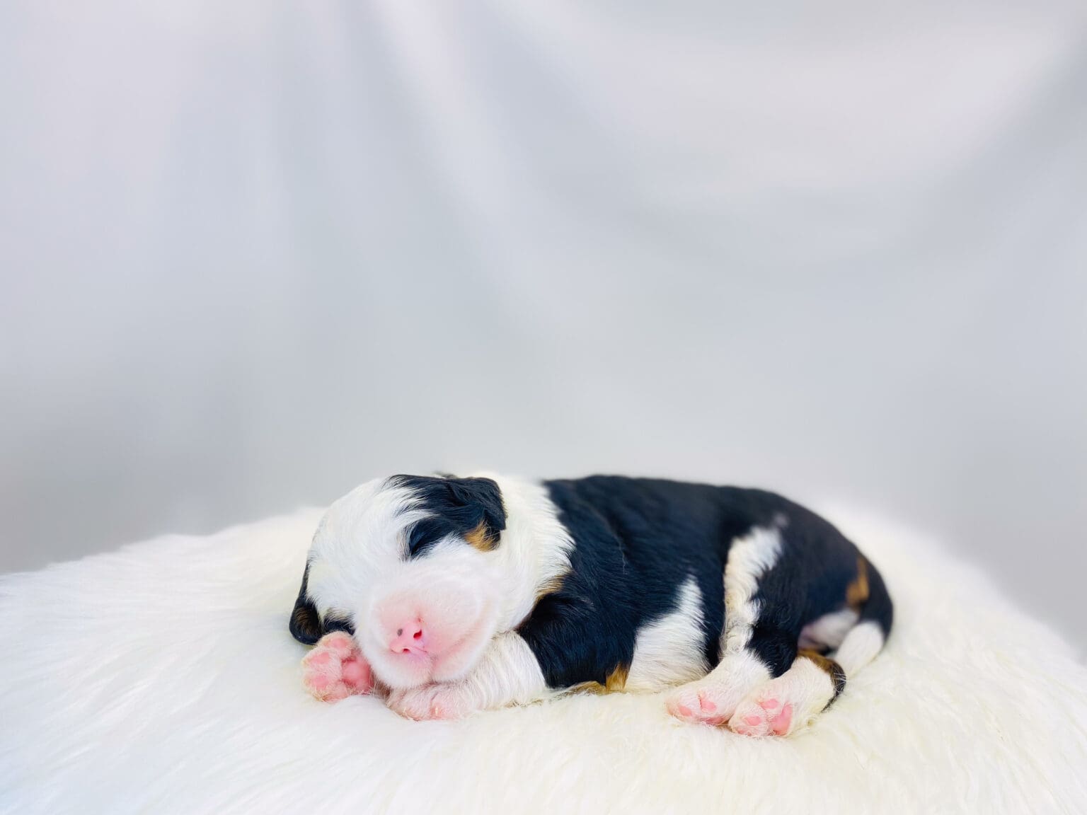 I am just a tiny baby and would love to join your family soon! Of course, you can’t see how cute and curly I will be when I get older, so the Dog Club will send updated photos when I am about 6 to 7 weeks old, if you choose to adopt me. Infant puppy deposits are refundable or transferrable.