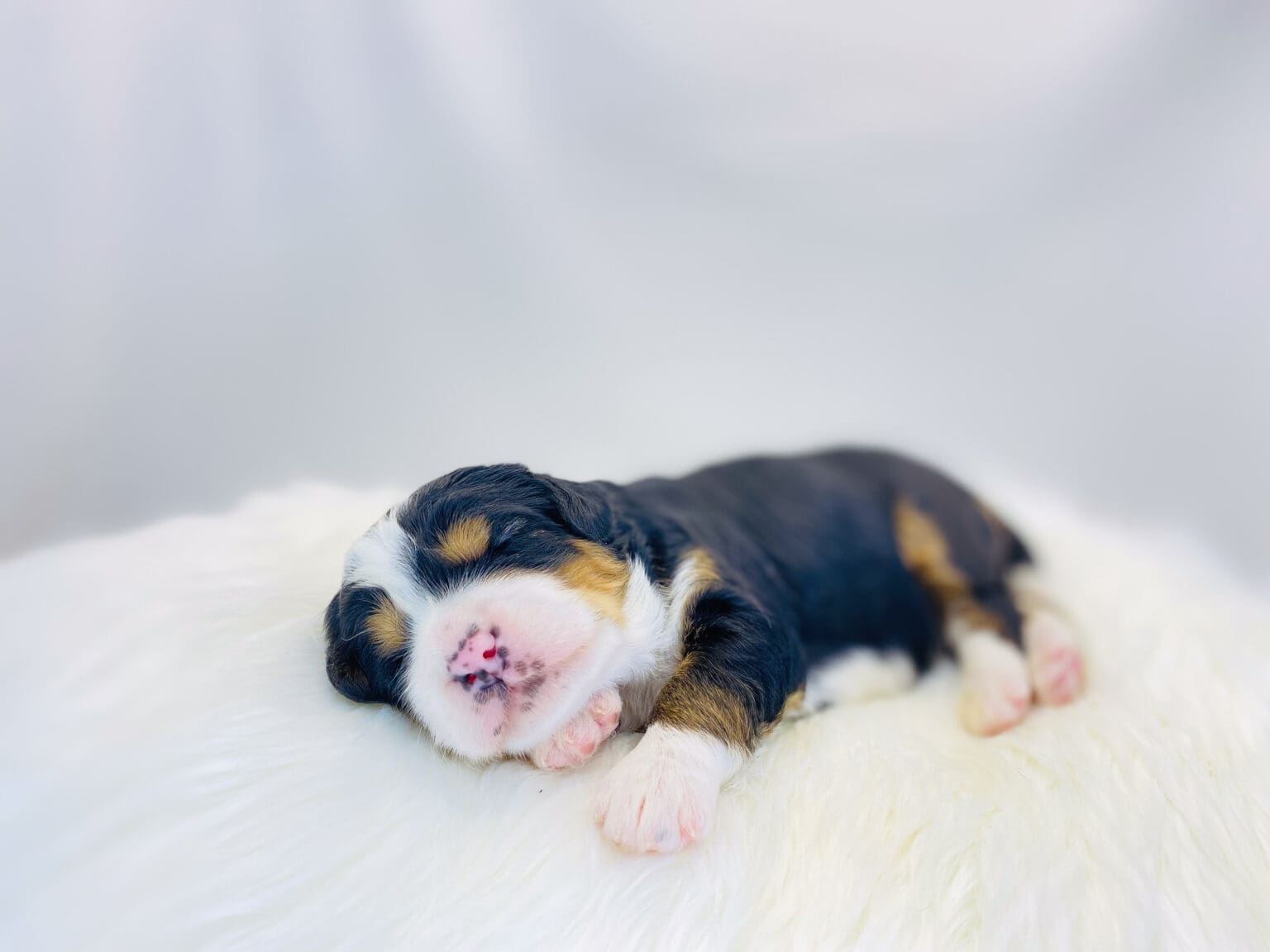 I am just a tiny baby and would love to join your family soon! Of course, you can’t see how cute and curly I will be when I get older, so the Dog Club will send updated photos when I am about 6 to 7 weeks old, if you choose to adopt me. Infant puppy deposits are refundable or transferrable.