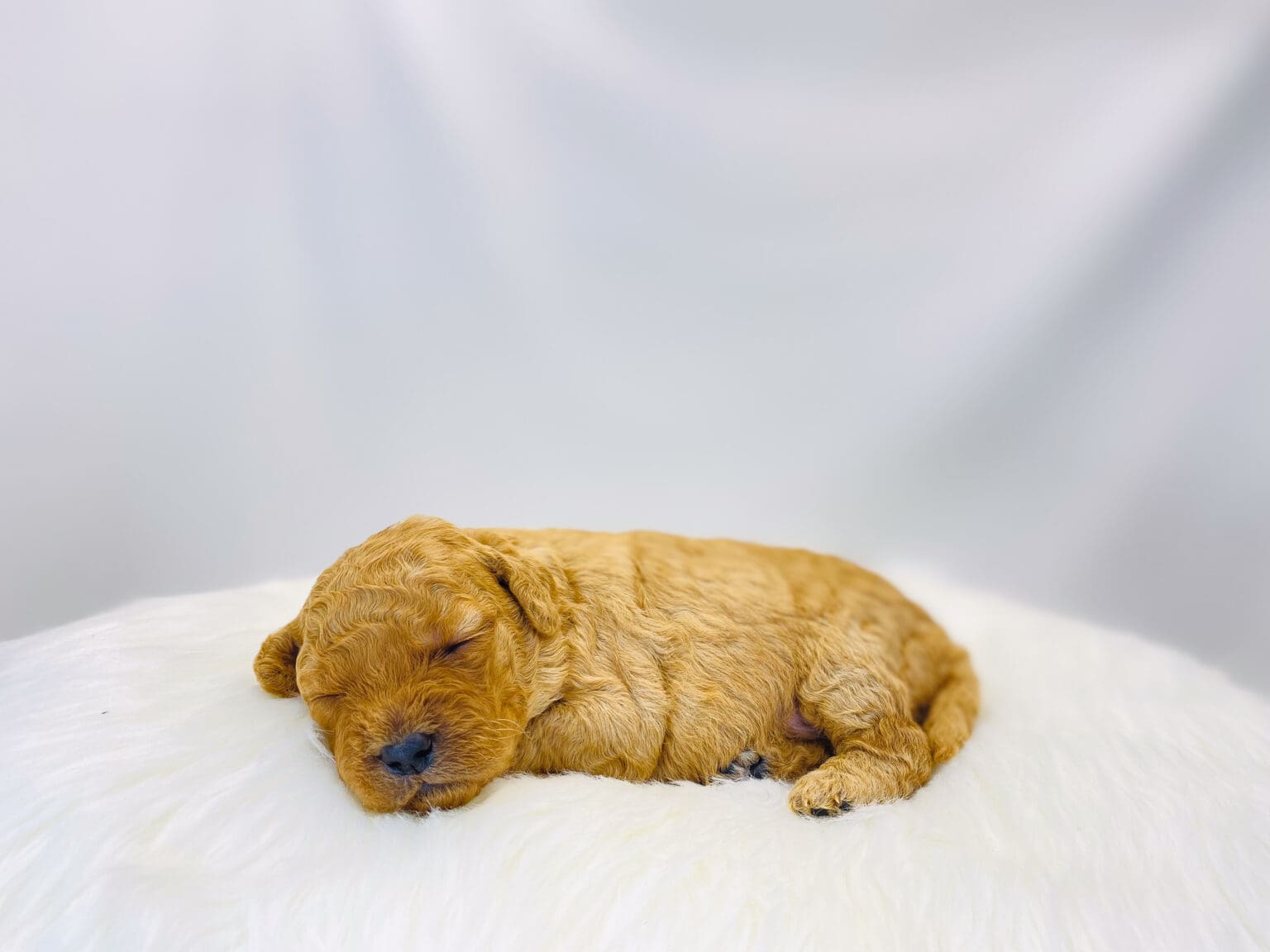 I am just a tiny baby and would love to join your family soon! Of course, you can’t see how cute and curly I will be when I get older, so the Dog Club will send updated photos when I am about 6 to 7 weeks old, if you choose to adopt me. Infant puppy deposits are refundable or transferrable.