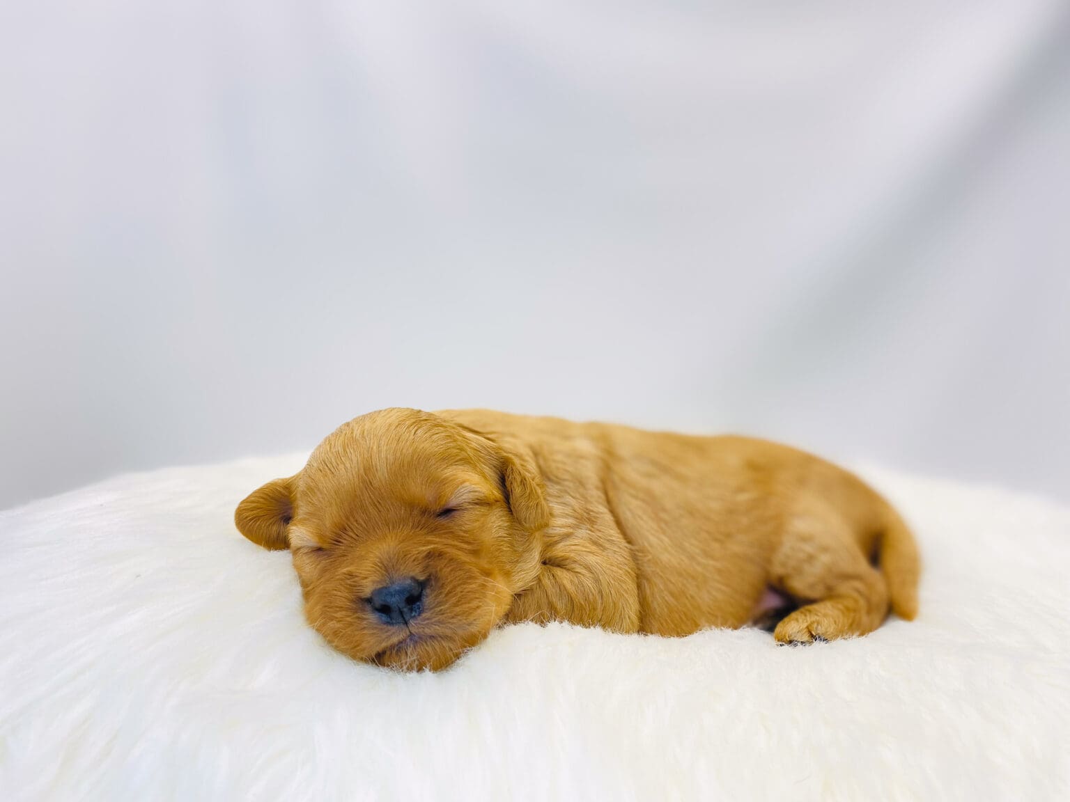I am just a tiny baby and would love to join your family soon! Of course, you can’t see how cute and curly I will be when I get older, so the Dog Club will send updated photos when I am about 6 to 7 weeks old, if you choose to adopt me. Infant puppy deposits are refundable or transferrable.