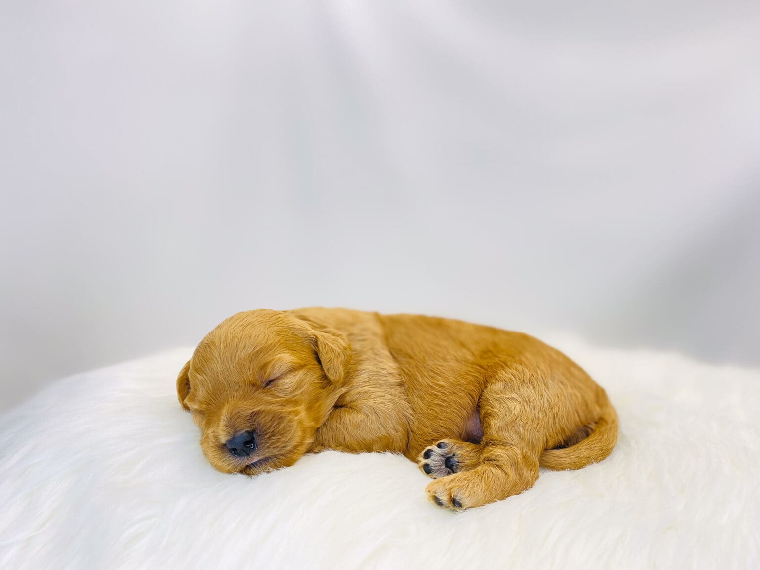 I am just a tiny baby and would love to join your family soon! Of course, you can’t see how cute and curly I will be when I get older, so the Dog Club will send updated photos when I am about 6 to 7 weeks old, if you choose to adopt me. Infant puppy deposits are refundable or transferrable.