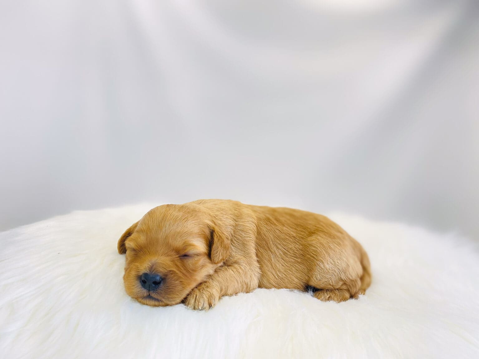 I am just a tiny baby and would love to join your family soon! Of course, you can’t see how cute and curly I will be when I get older, so the Dog Club will send updated photos when I am about 6 to 7 weeks old, if you choose to adopt me. Infant puppy deposits are refundable or transferrable.