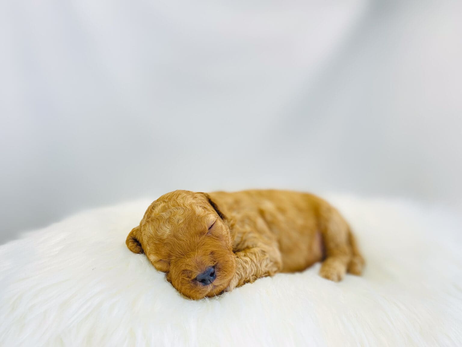 I am just a tiny baby and would love to join your family soon! Of course, you can’t see how cute and curly I will be when I get older, so the Dog Club will send updated photos when I am about 6 to 7 weeks old, if you choose to adopt me. Infant puppy deposits are refundable or transferrable.