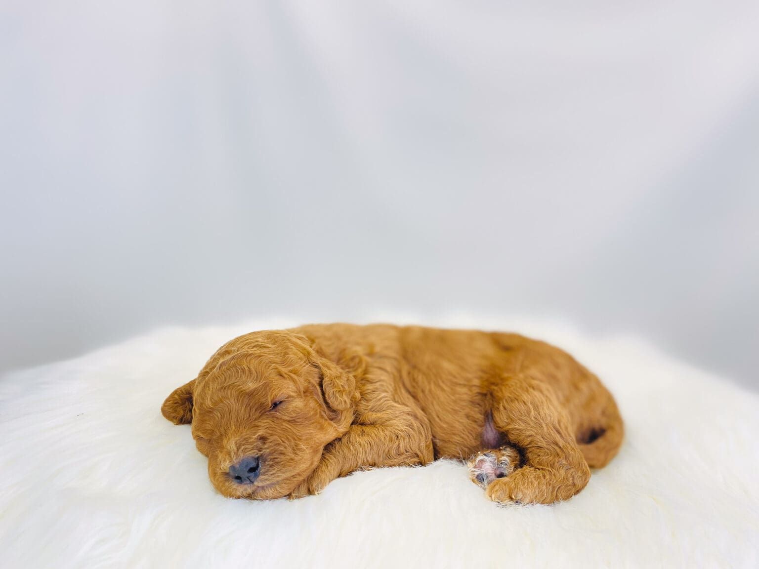 I am just a tiny baby and would love to join your family soon! Of course, you can’t see how cute and curly I will be when I get older, so the Dog Club will send updated photos when I am about 6 to 7 weeks old, if you choose to adopt me. Infant puppy deposits are refundable or transferrable.
