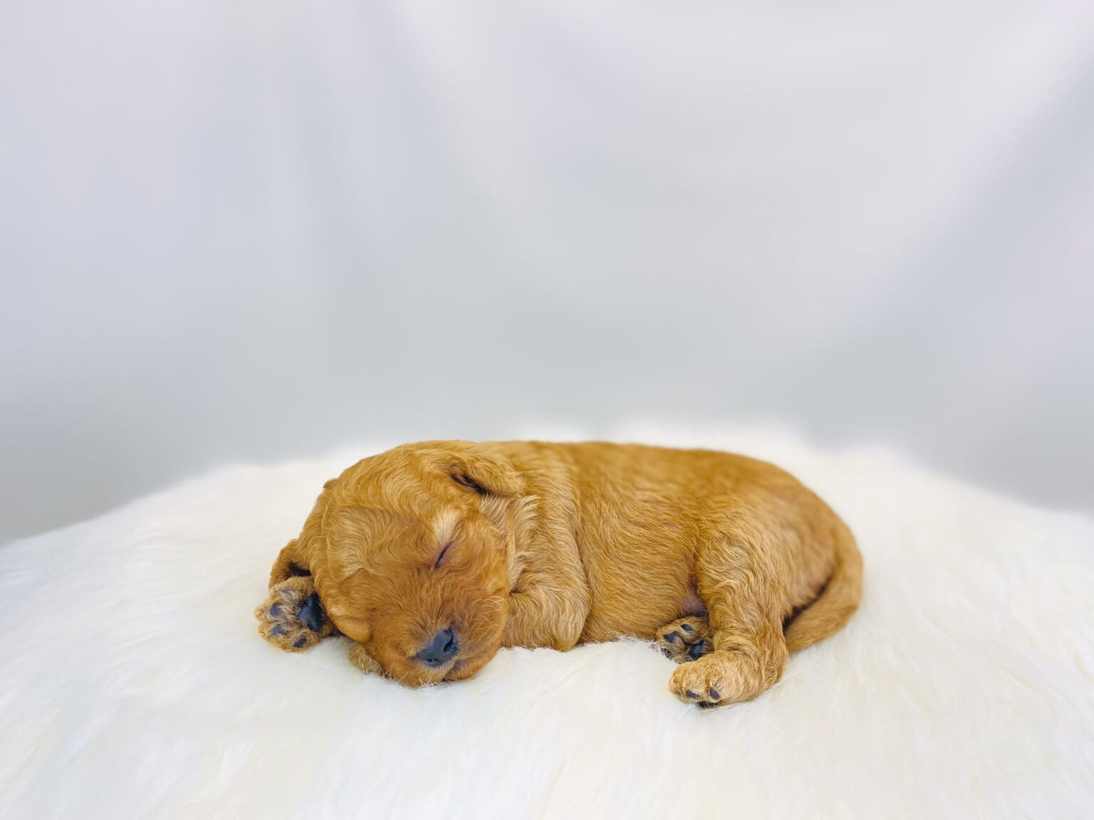I am just a tiny baby and would love to join your family soon! Of course, you can’t see how cute and curly I will be when I get older, so the Dog Club will send updated photos when I am about 6 to 7 weeks old, if you choose to adopt me. Infant puppy deposits are refundable or transferrable.