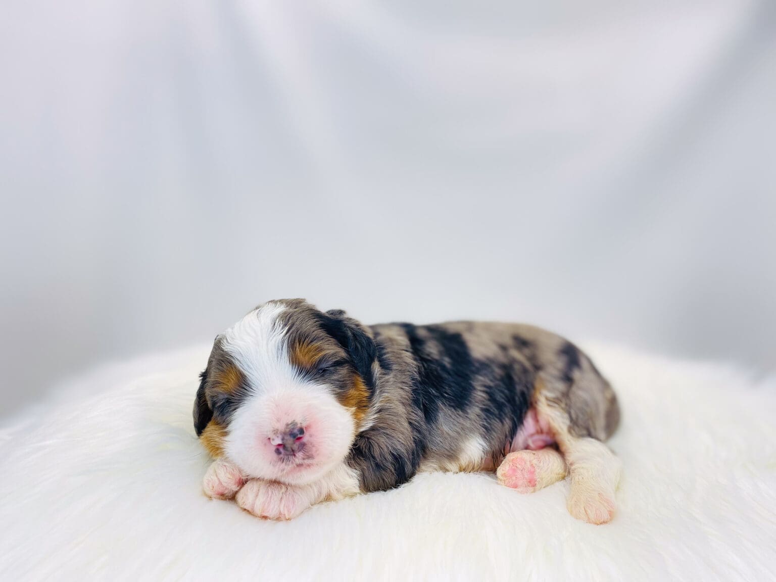 I am just a tiny baby and would love to join your family soon! Of course, you can’t see how cute and curly I will be when I get older, so the Dog Club will send updated photos when I am about 6 to 7 weeks old, if you choose to adopt me. Infant puppy deposits are refundable or transferrable.