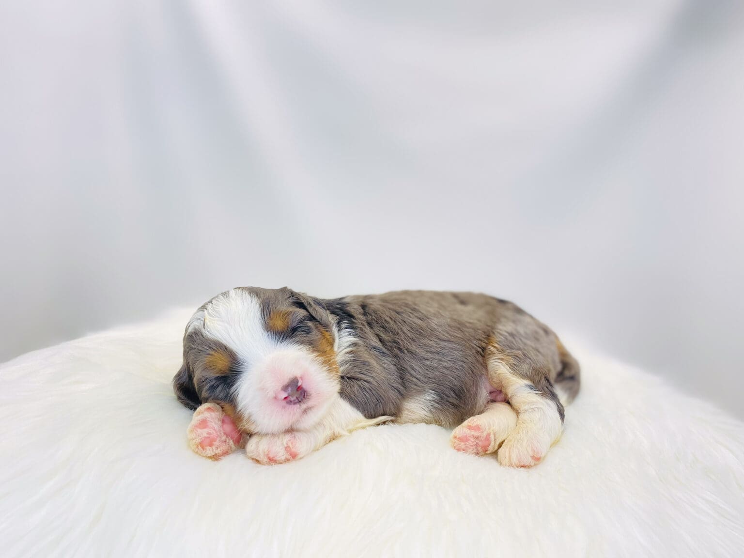 I am just a tiny baby and would love to join your family soon! Of course, you can’t see how cute and curly I will be when I get older, so the Dog Club will send updated photos when I am about 6 to 7 weeks old, if you choose to adopt me. Infant puppy deposits are refundable or transferrable.
