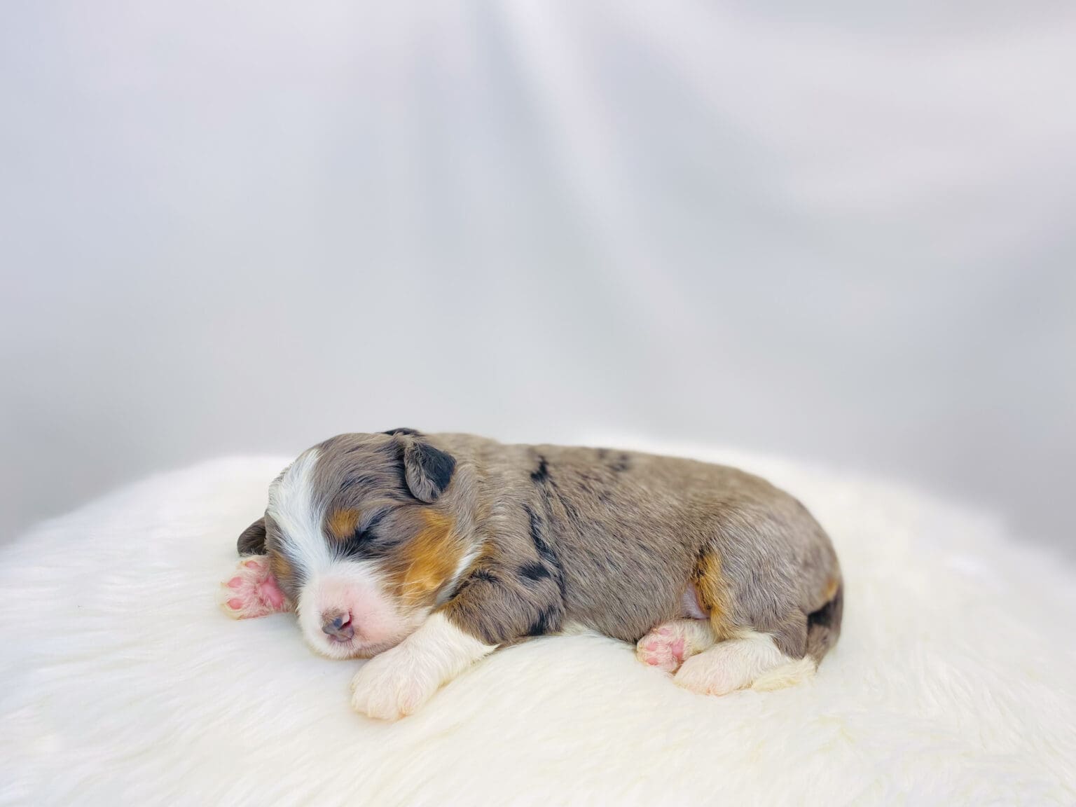 I am just a tiny baby and would love to join your family soon! Of course, you can’t see how cute and curly I will be when I get older, so the Dog Club will send updated photos when I am about 6 to 7 weeks old, if you choose to adopt me. Infant puppy deposits are refundable or transferrable.