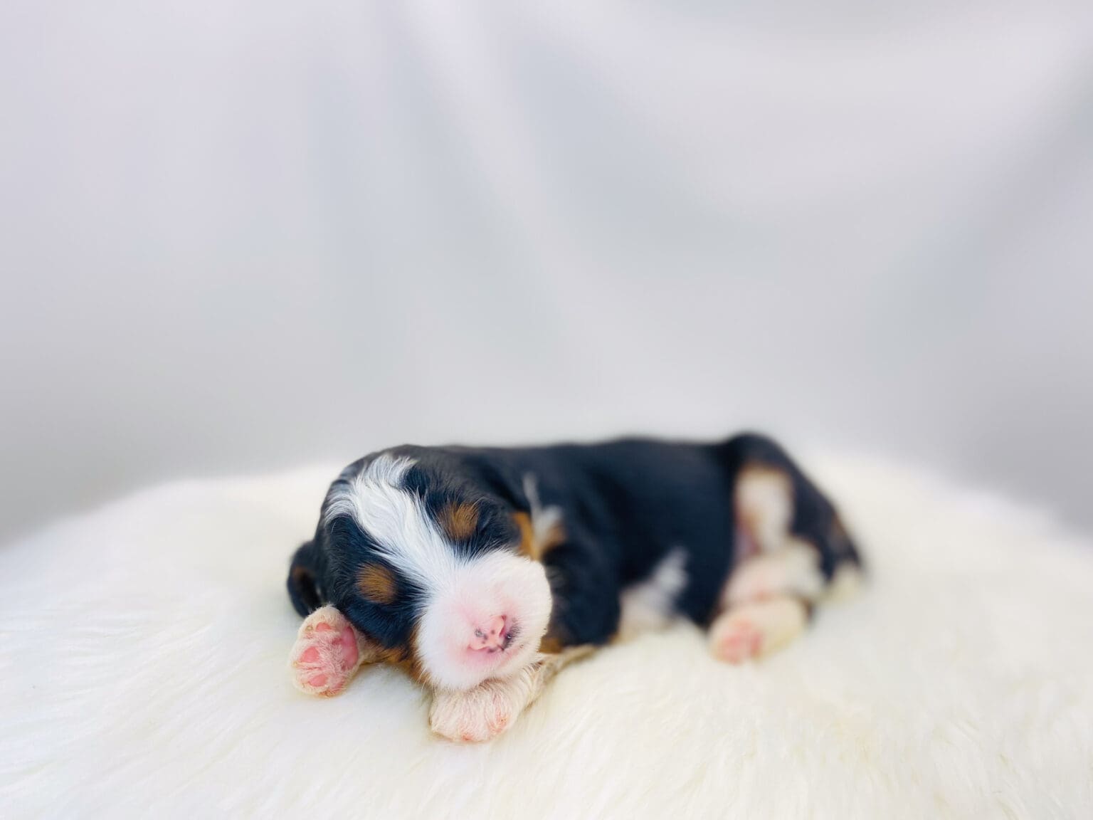 I am just a tiny baby and would love to join your family soon! Of course, you can’t see how cute and curly I will be when I get older, so the Dog Club will send updated photos when I am about 6 to 7 weeks old, if you choose to adopt me. Infant puppy deposits are refundable or transferrable.