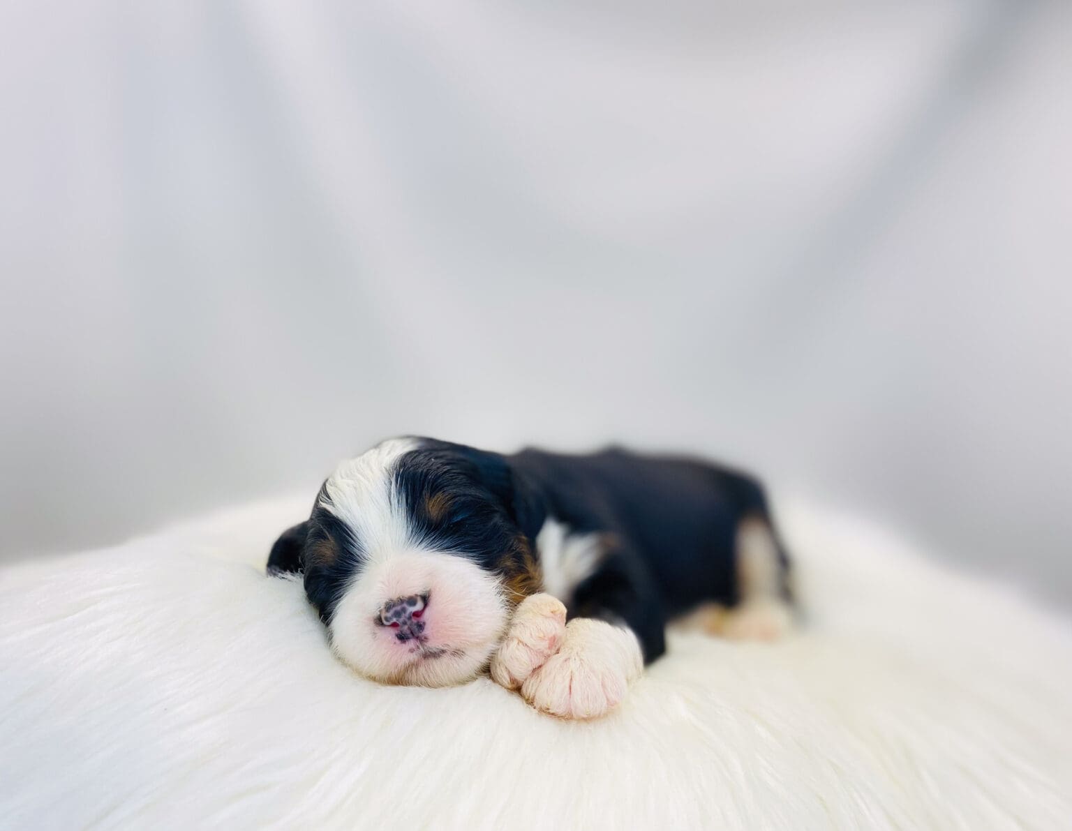 I am just a tiny baby and would love to join your family soon! Of course, you can’t see how cute and curly I will be when I get older, so the Dog Club will send updated photos when I am about 6 to 7 weeks old, if you choose to adopt me. Infant puppy deposits are refundable or transferrable.