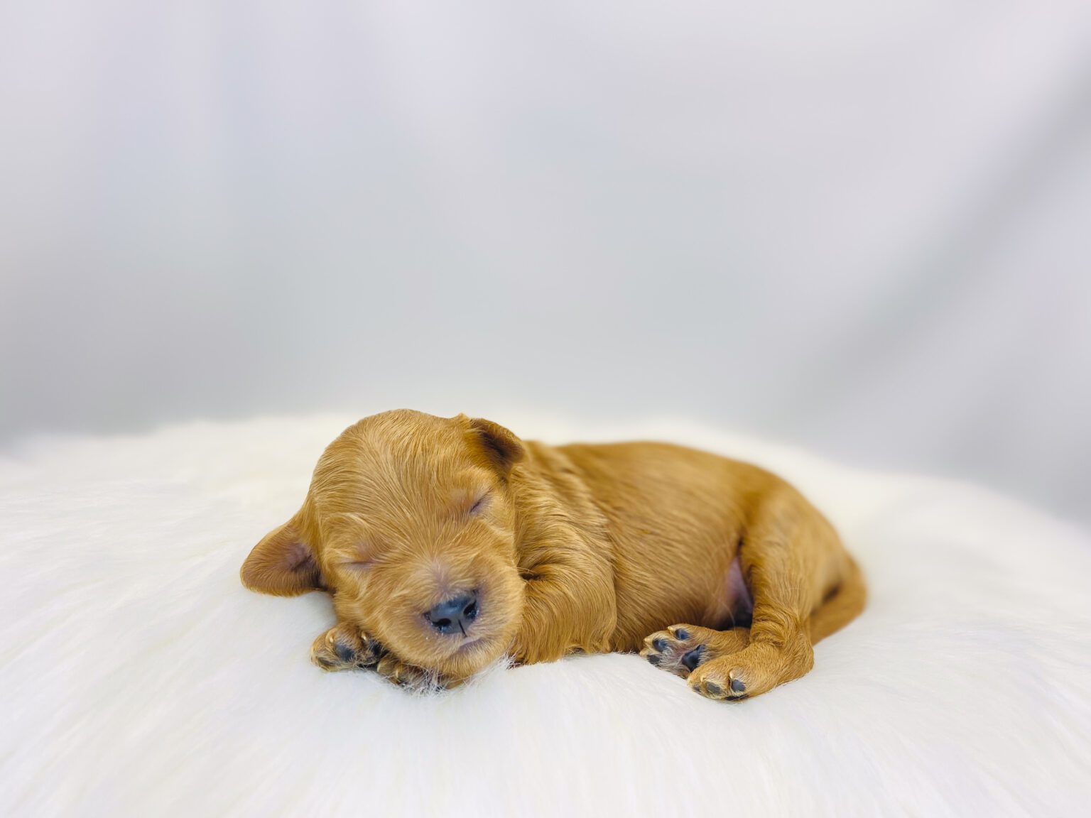 I am just a tiny baby and would love to join your family soon! Of course, you can’t see how cute and curly I will be when I get older, so the Dog Club will send updated photos when I am about 6 to 7 weeks old, if you choose to adopt me. Infant puppy deposits are refundable or transferrable.