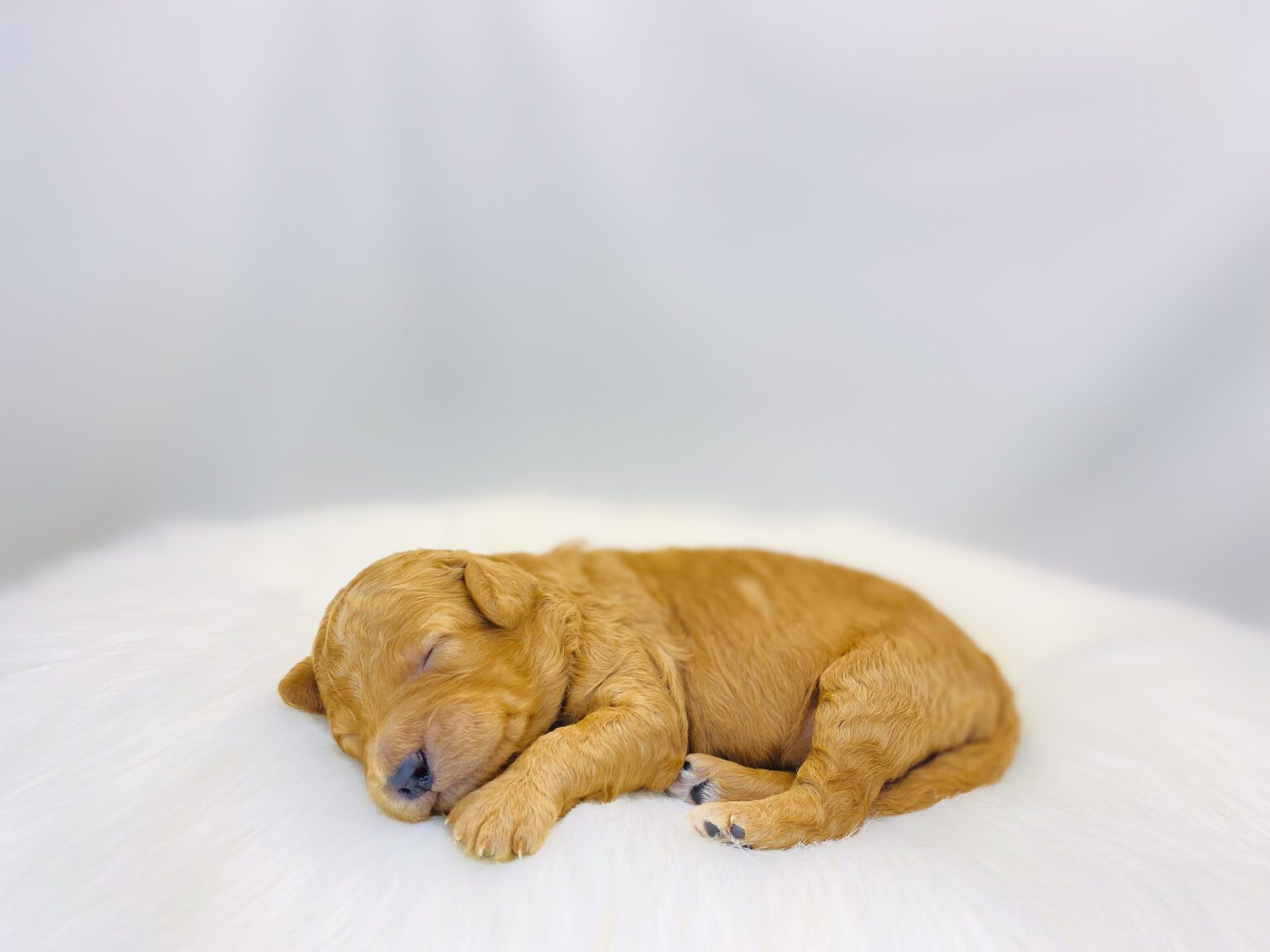 I am just a tiny baby and would love to join your family soon! Of course, you can’t see how cute and curly I will be when I get older, so the Dog Club will send updated photos when I am about 6 to 7 weeks old, if you choose to adopt me. Infant puppy deposits are refundable or transferrable.