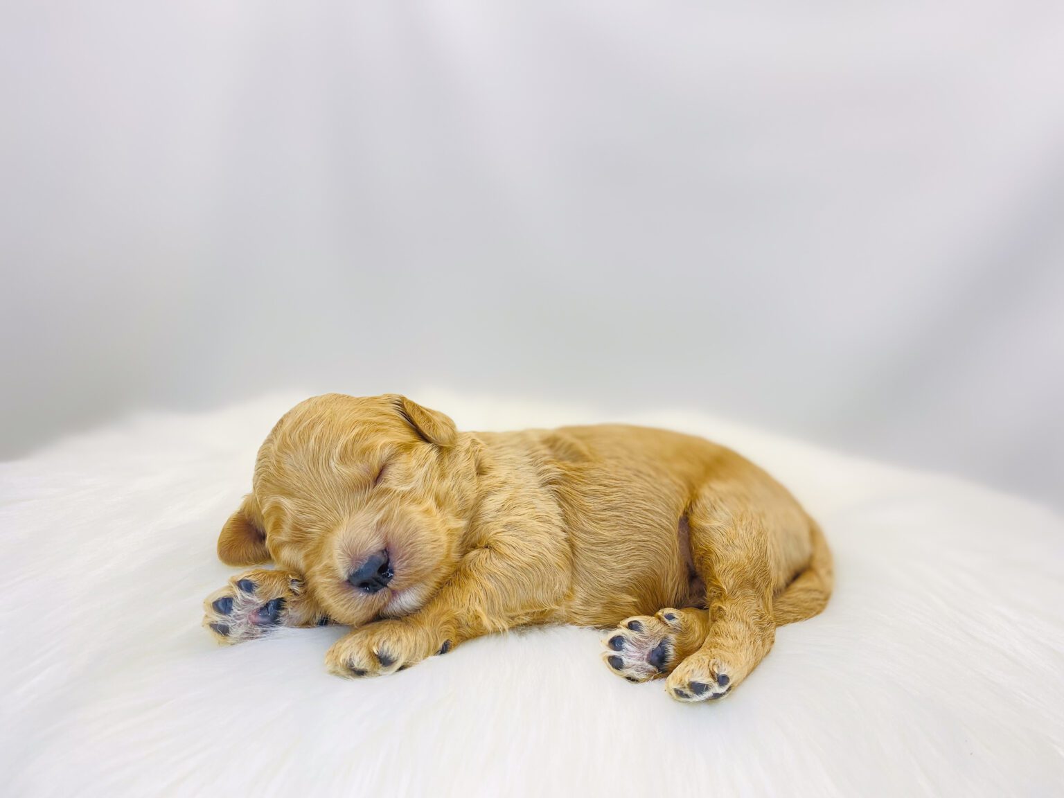 I am just a tiny baby and would love to join your family soon! Of course, you can’t see how cute and curly I will be when I get older, so the Dog Club will send updated photos when I am about 6 to 7 weeks old, if you choose to adopt me. Infant puppy deposits are refundable or transferrable.