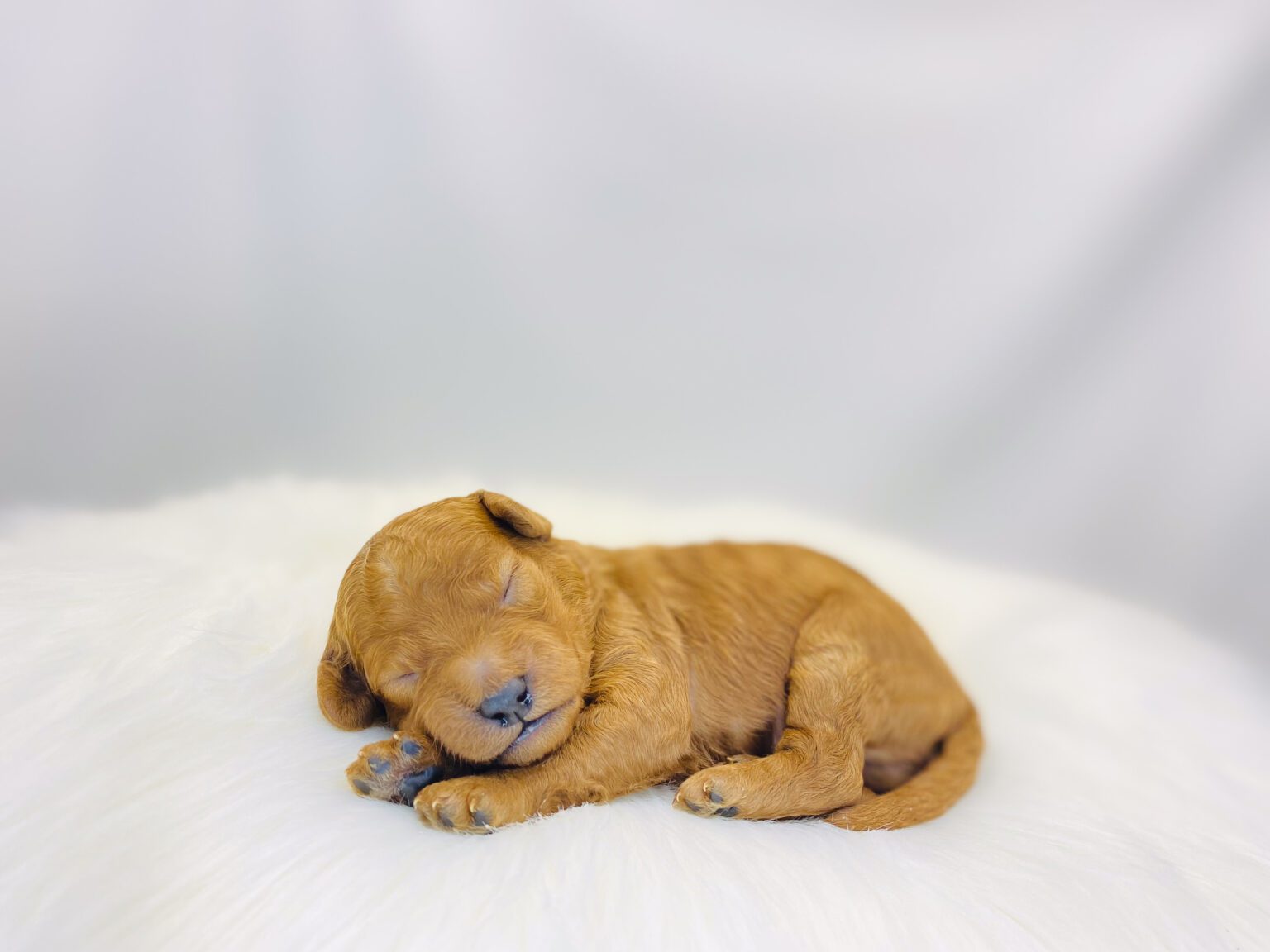 I am just a tiny baby and would love to join your family soon! Of course, you can’t see how cute and curly I will be when I get older, so the Dog Club will send updated photos when I am about 6 to 7 weeks old, if you choose to adopt me. Infant puppy deposits are refundable or transferrable.