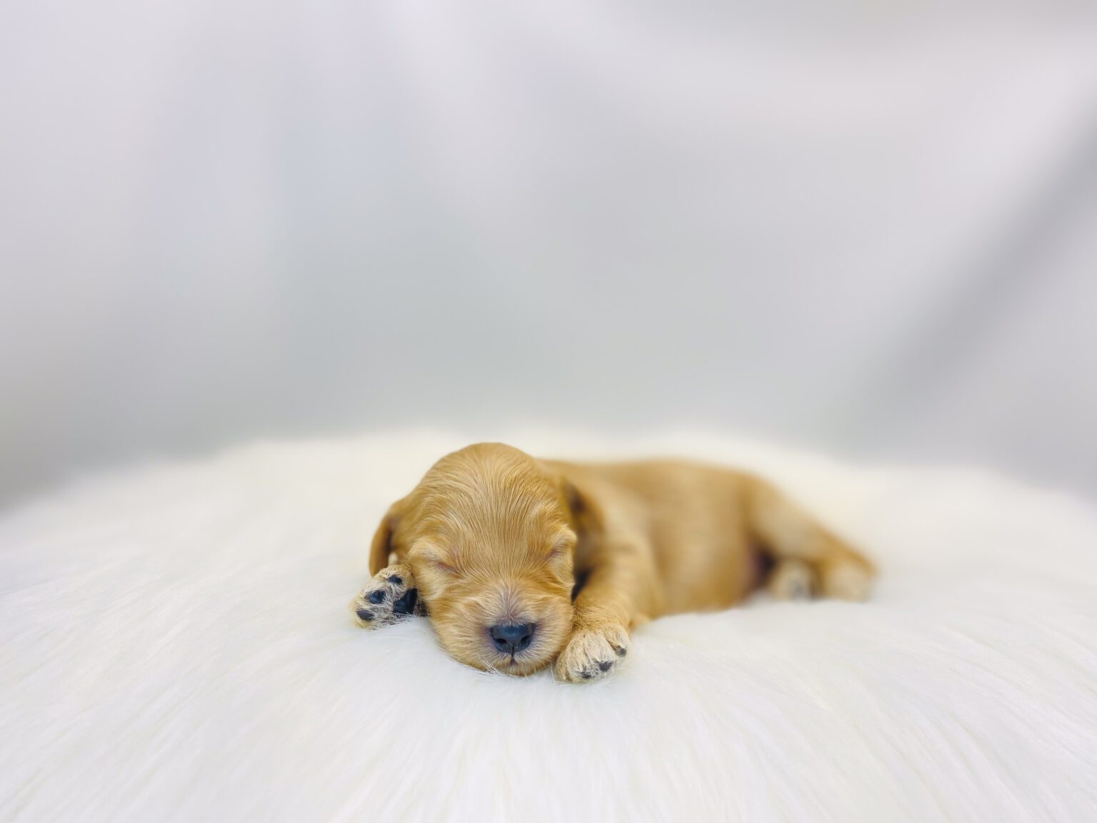 I am just a tiny baby and would love to join your family soon! Of course, you can’t see how cute and curly I will be when I get older, so the Dog Club will send updated photos when I am about 6 to 7 weeks old, if you choose to adopt me. Infant puppy deposits are refundable or transferrable.