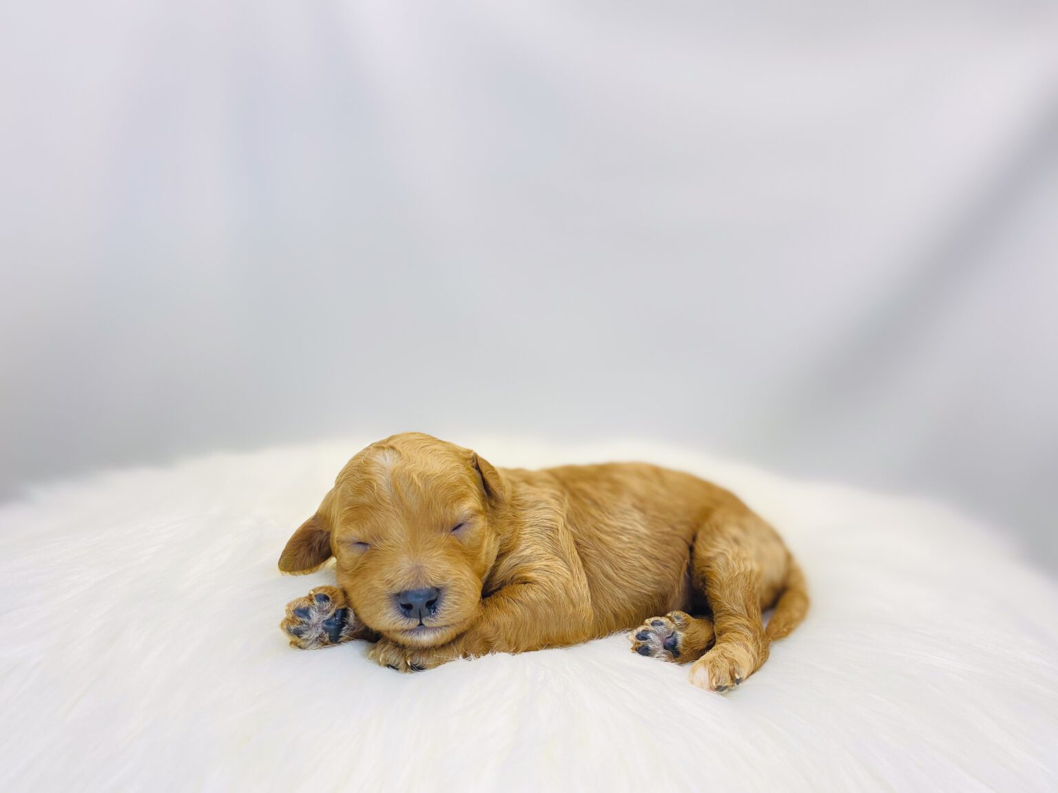 I am just a tiny baby and would love to join your family soon! Of course, you can’t see how cute and curly I will be when I get older, so the Dog Club will send updated photos when I am about 6 to 7 weeks old, if you choose to adopt me. Infant puppy deposits are refundable or transferrable.