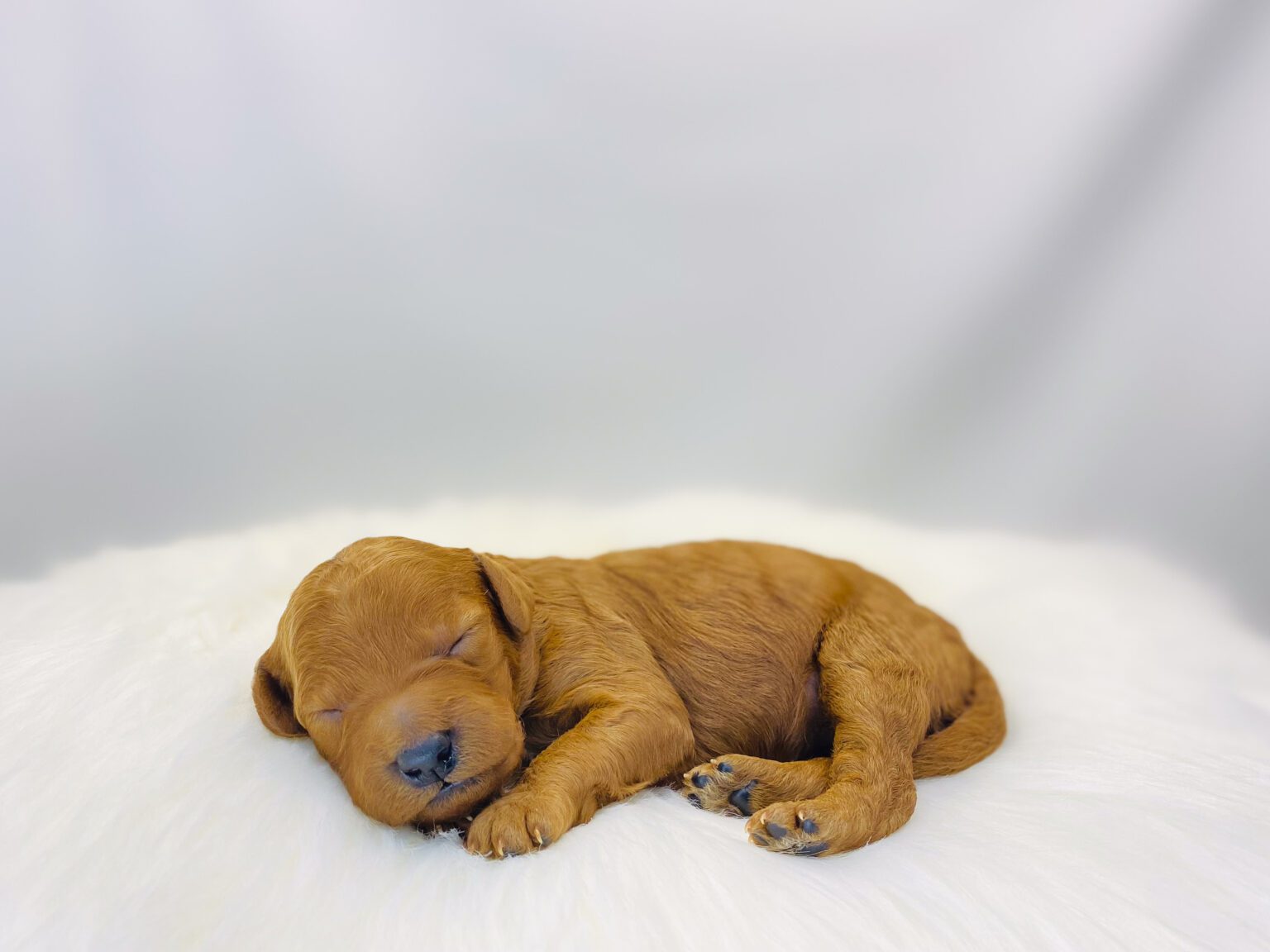 I am just a tiny baby and would love to join your family soon! Of course, you can’t see how cute and curly I will be when I get older, so the Dog Club will send updated photos when I am about 6 to 7 weeks old, if you choose to adopt me. Infant puppy deposits are refundable or transferrable.