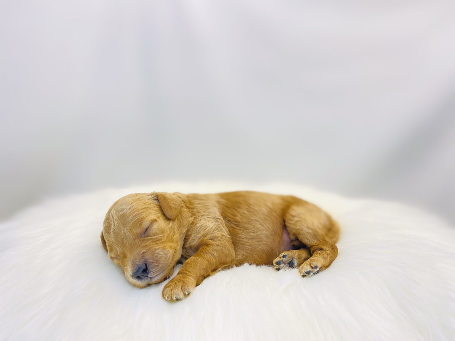 I am just a tiny baby and would love to join your family soon! Of course, you can’t see how cute and curly I will be when I get older, so the Dog Club will send updated photos when I am about 6 to 7 weeks old, if you choose to adopt me. Infant puppy deposits are refundable or transferrable.
