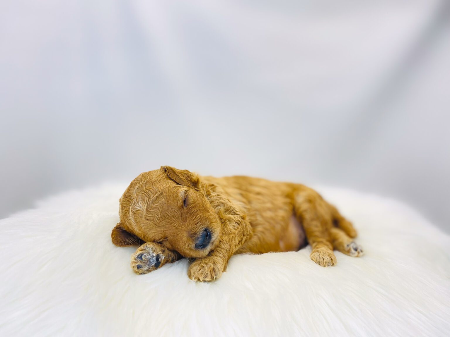 I am just a tiny baby and would love to join your family soon! Of course, you can’t see how cute and curly I will be when I get older, so the Dog Club will send updated photos when I am about 6 to 7 weeks old, if you choose to adopt me. Infant puppy deposits are refundable or transferrable.