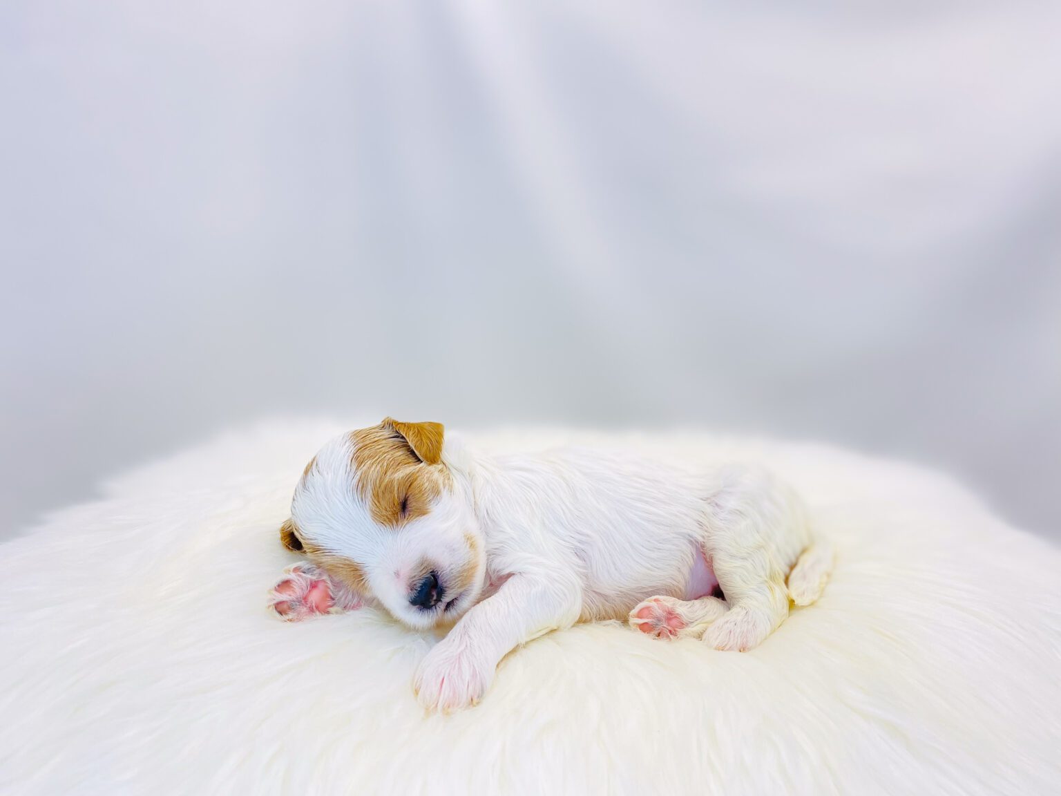 I am just a tiny baby and would love to join your family soon! Of course, you can’t see how cute and curly I will be when I get older, so the Dog Club will send updated photos when I am about 6 to 7 weeks old, if you choose to adopt me. Infant puppy deposits are refundable or transferrable.