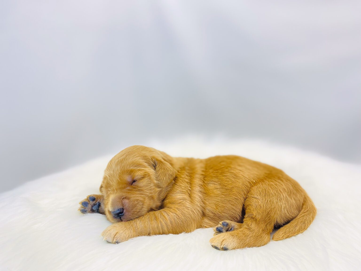 I am just a tiny baby and would love to join your family soon! Of course, you can’t see how cute and curly I will be when I get older, so the Dog Club will send updated photos when I am about 6 to 7 weeks old, if you choose to adopt me. Infant puppy deposits are refundable or transferrable.