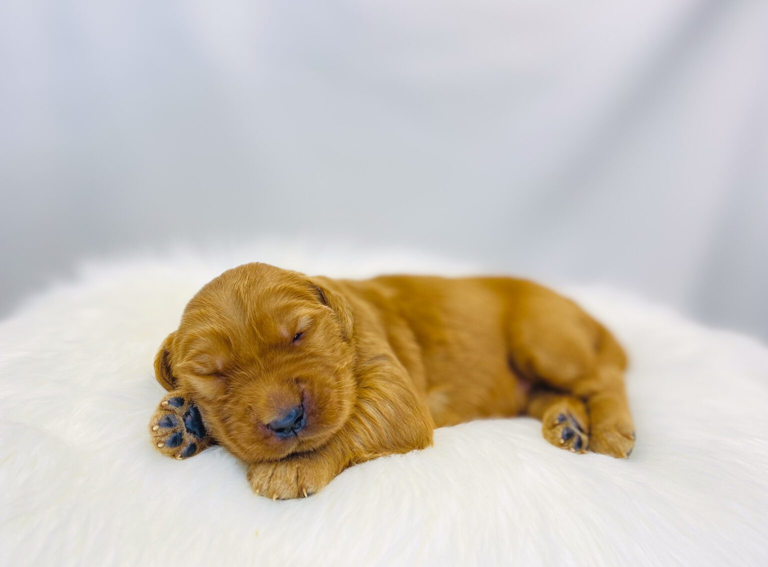 I am just a tiny baby and would love to join your family soon! Of course, you can’t see how cute and curly I will be when I get older, so the Dog Club will send updated photos when I am about 6 to 7 weeks old, if you choose to adopt me. Infant puppy deposits are refundable or transferrable.