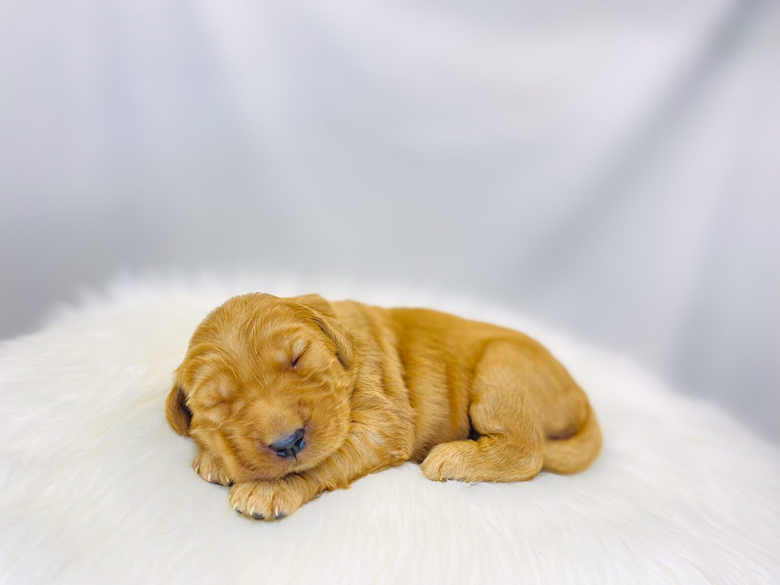 I am just a tiny baby and would love to join your family soon! Of course, you can’t see how cute and curly I will be when I get older, so the Dog Club will send updated photos when I am about 6 to 7 weeks old, if you choose to adopt me. Infant puppy deposits are refundable or transferrable.