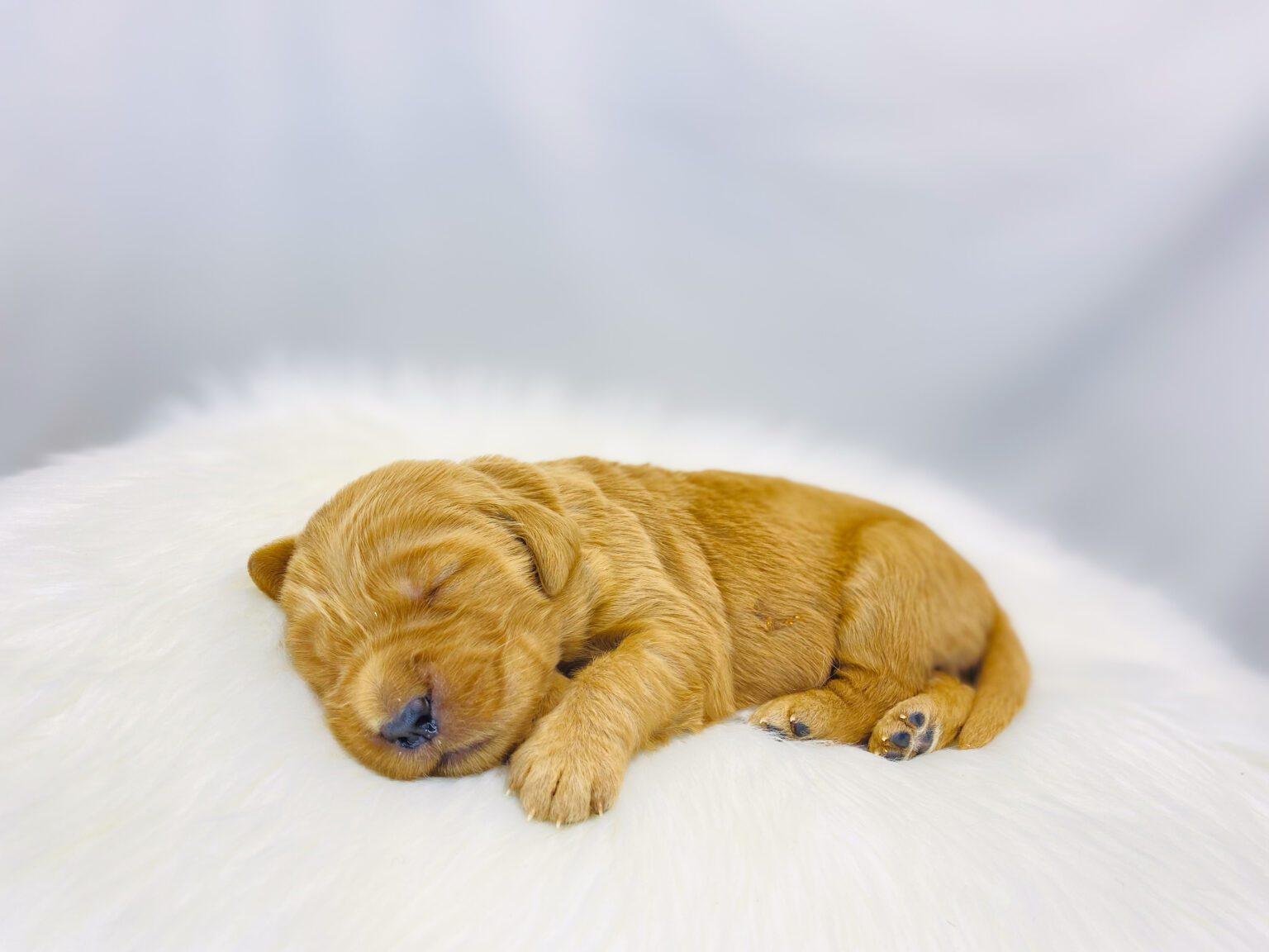 I am just a tiny baby and would love to join your family soon! Of course, you can’t see how cute and curly I will be when I get older, so the Dog Club will send updated photos when I am about 6 to 7 weeks old, if you choose to adopt me. Infant puppy deposits are refundable or transferrable.