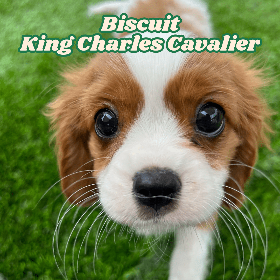 King Charles Cavalier
