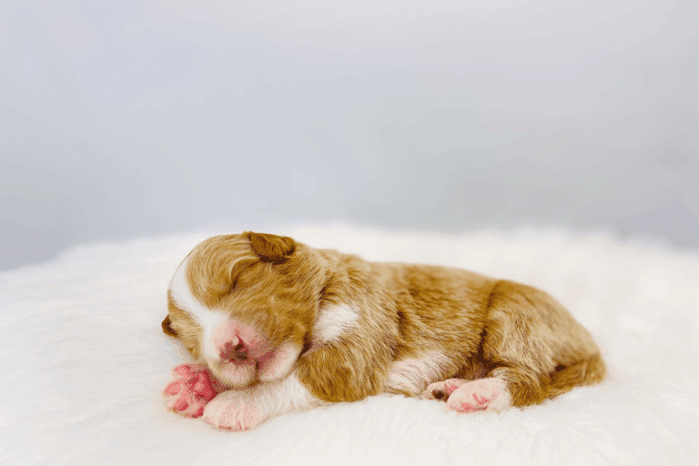 Puppy Bladder Control & Preventative Potty Training