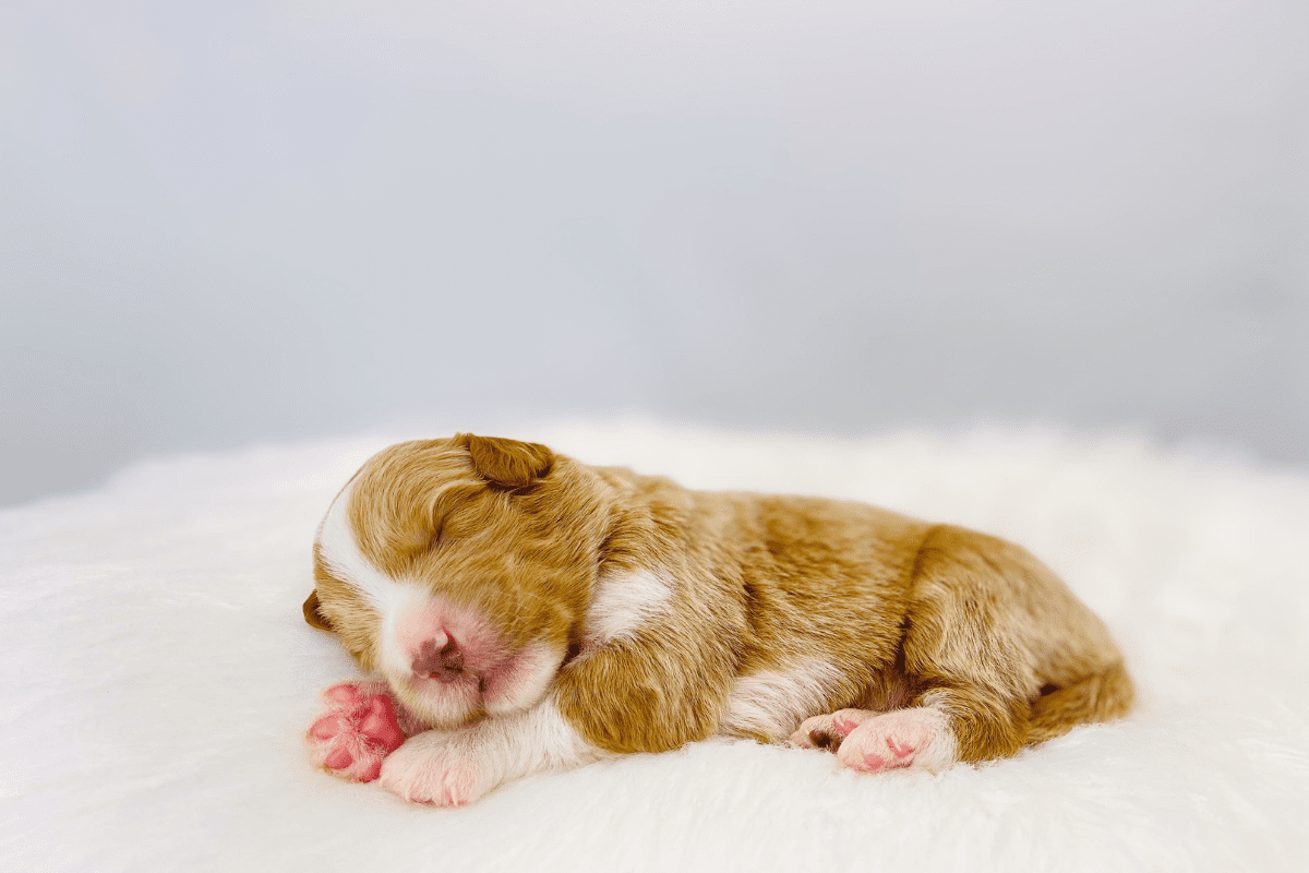 Puppy Bladder Control & Preventative Potty Training