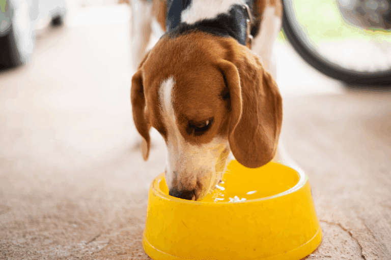 Water Scheduling Myths & Proper Puppy Hydration!