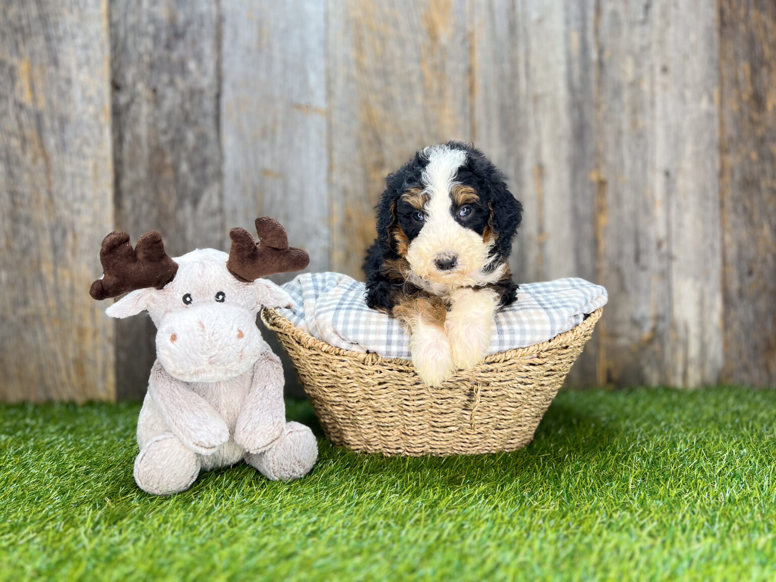 I am just a tiny baby and would love to join your family soon! Of course, you can’t see how cute and curly I will be when I get older, so the Dog Club will send updated photos when I am about 6 to 7 weeks old, if you choose to adopt me. Infant puppy deposits are refundable or transferrable.